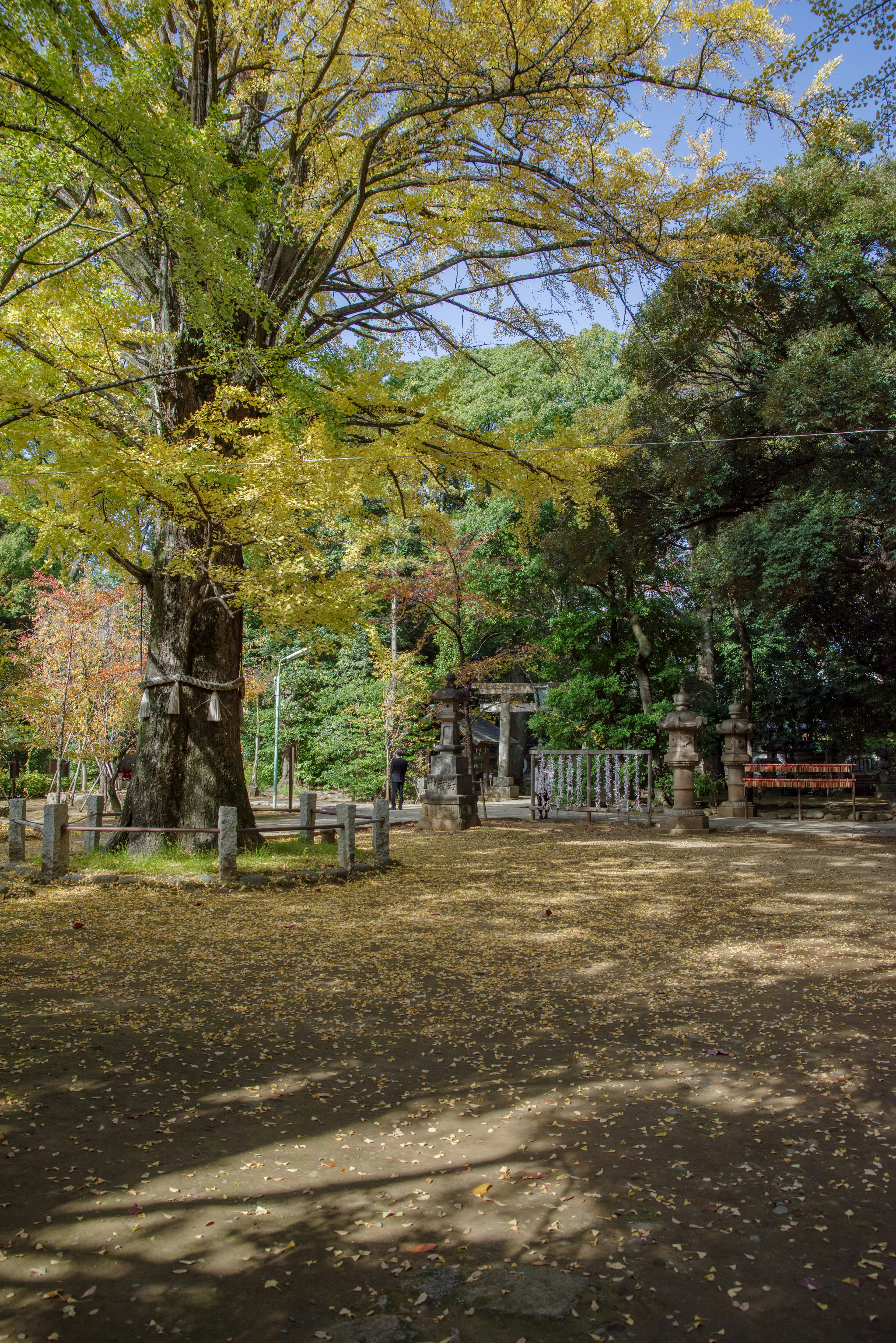 Autumn park scene with vibrant yellow trees and green foliage shadows on the ground