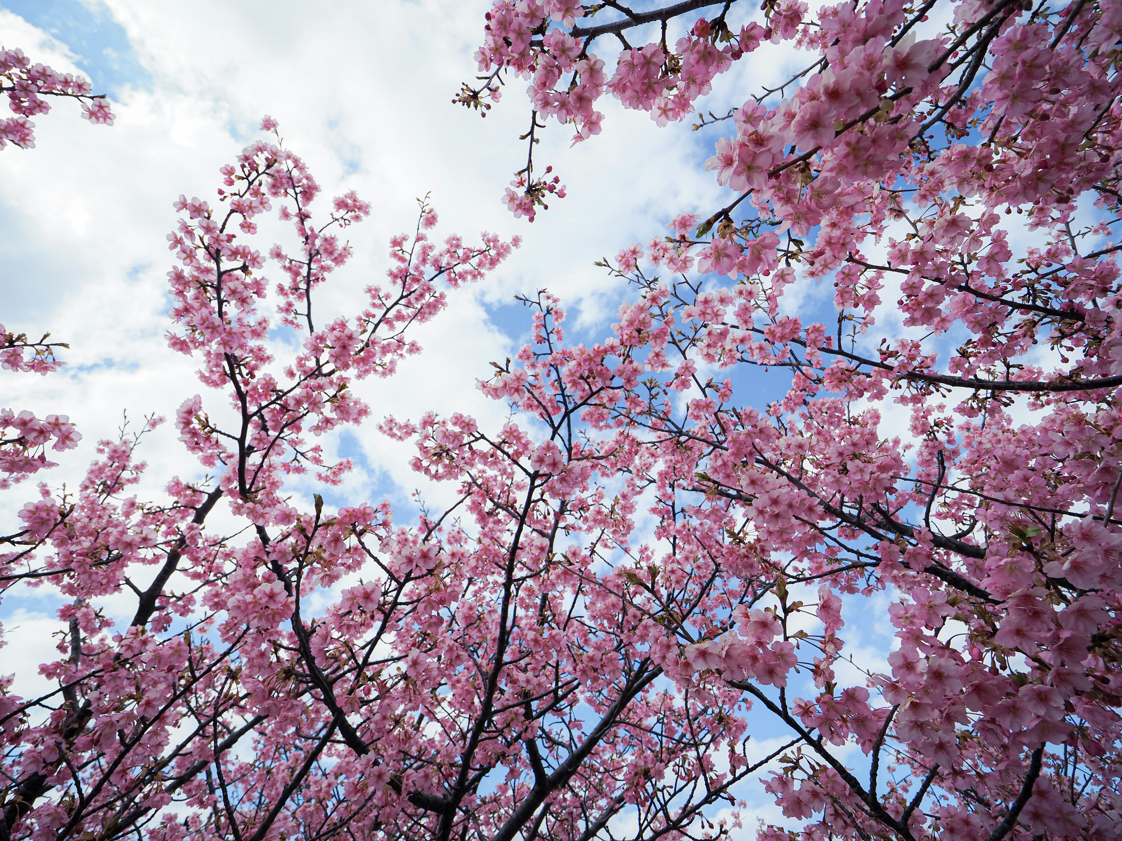 Fiori di ciliegio in piena fioritura contro un cielo blu