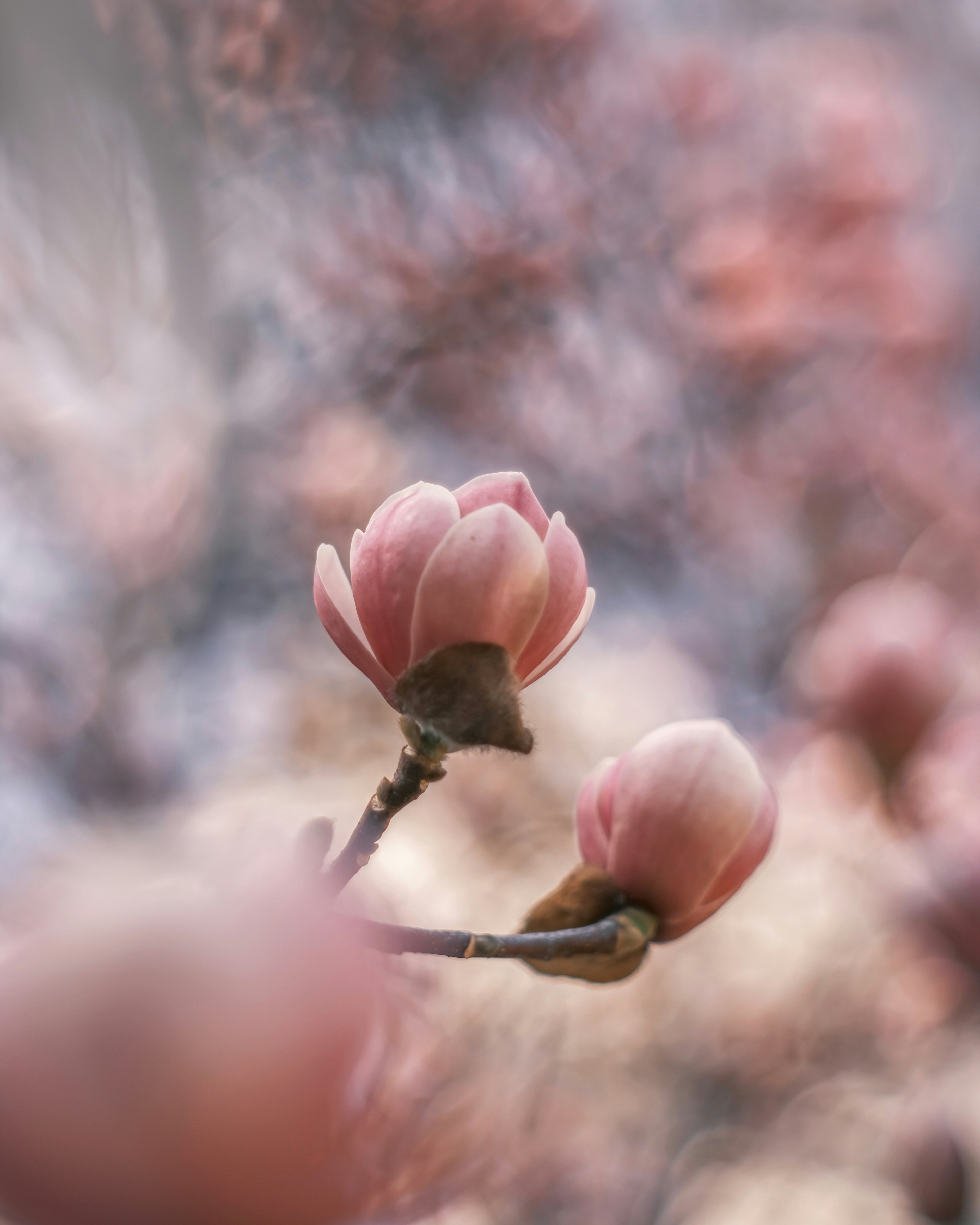 Bourgeons de magnolia roses sur un fond flou doux