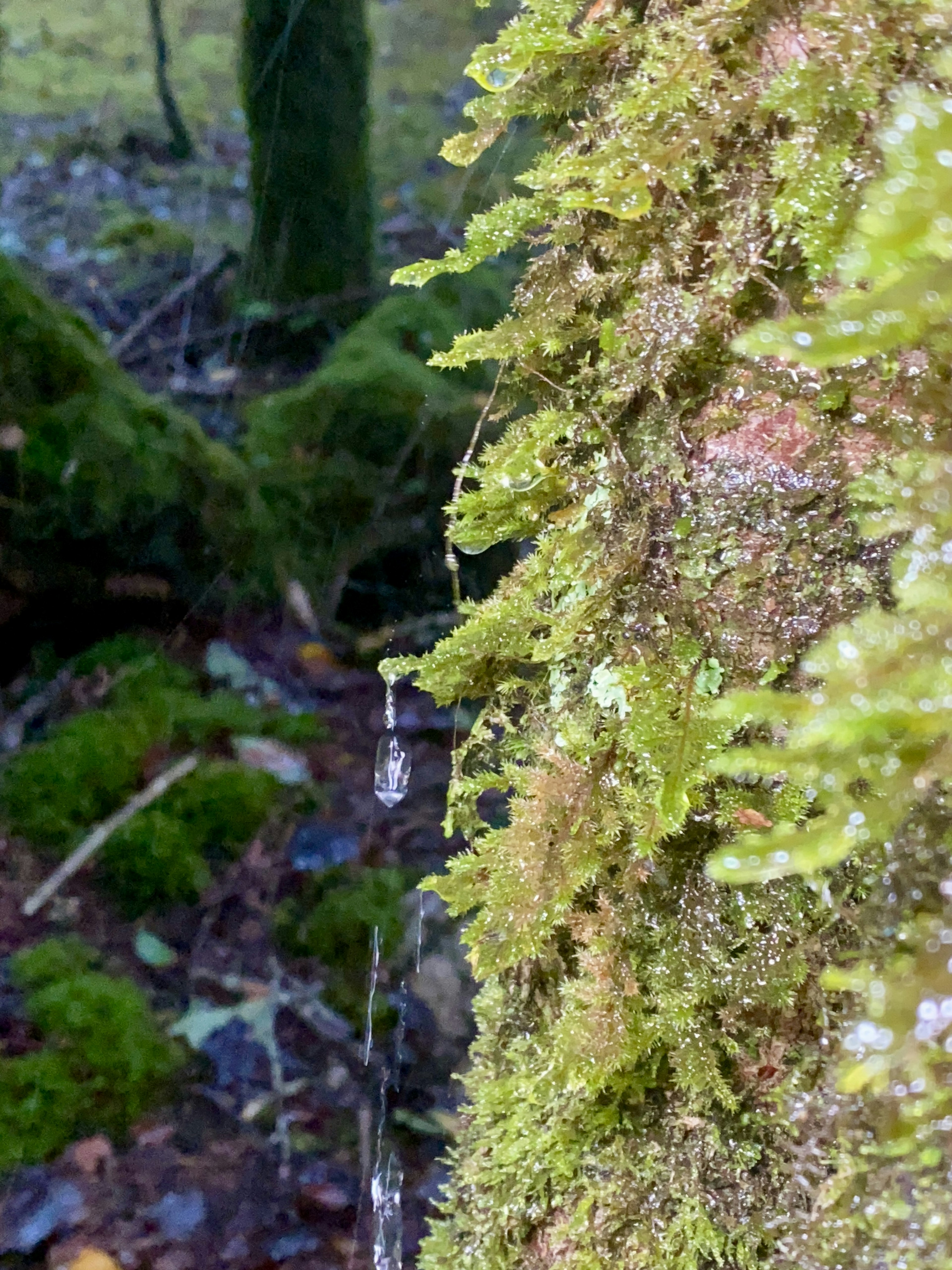 Immagine che mostra un tronco d'albero coperto di muschio con gocce d'acqua