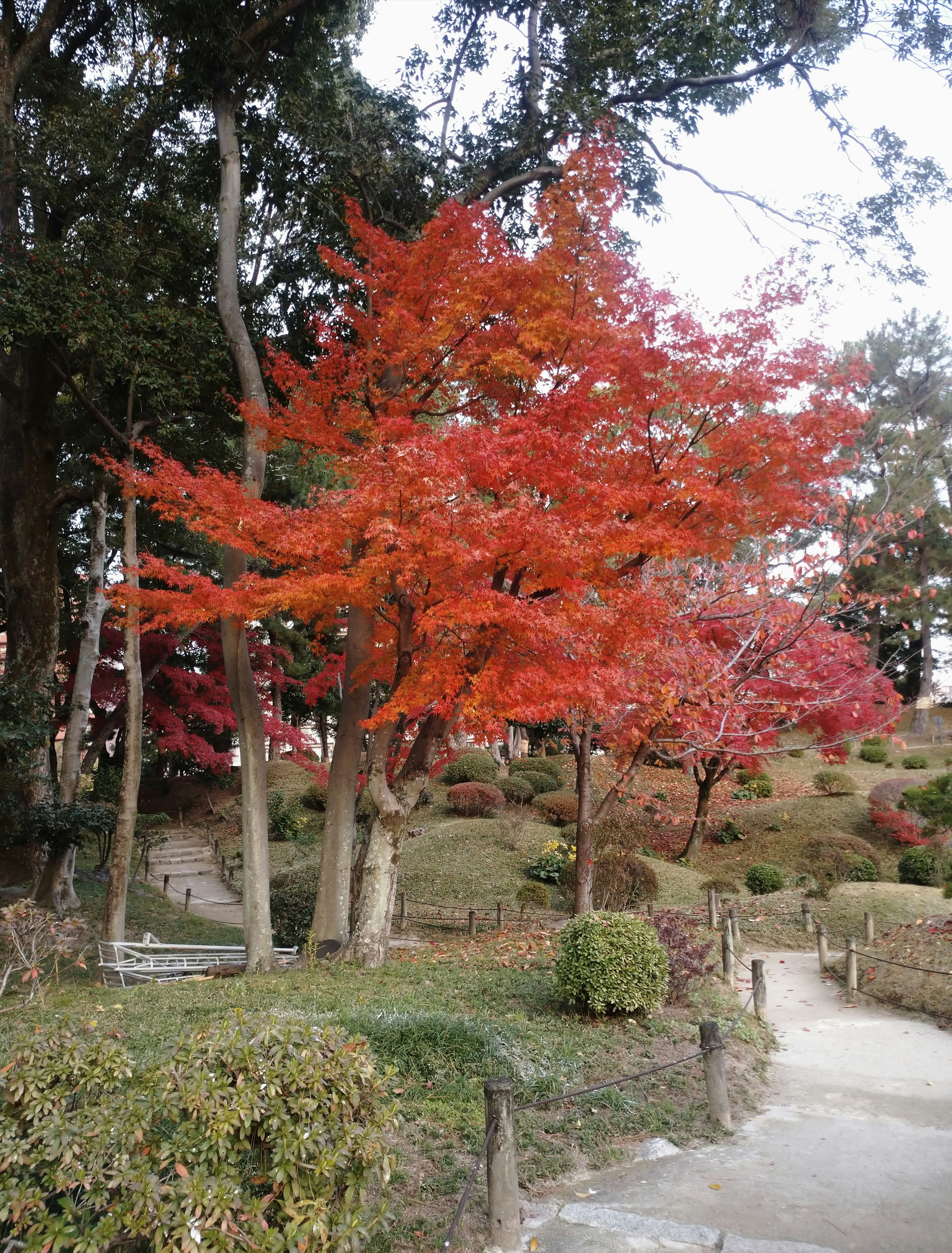 Vista panoramica di un parco con un albero di acero rosso vibrante