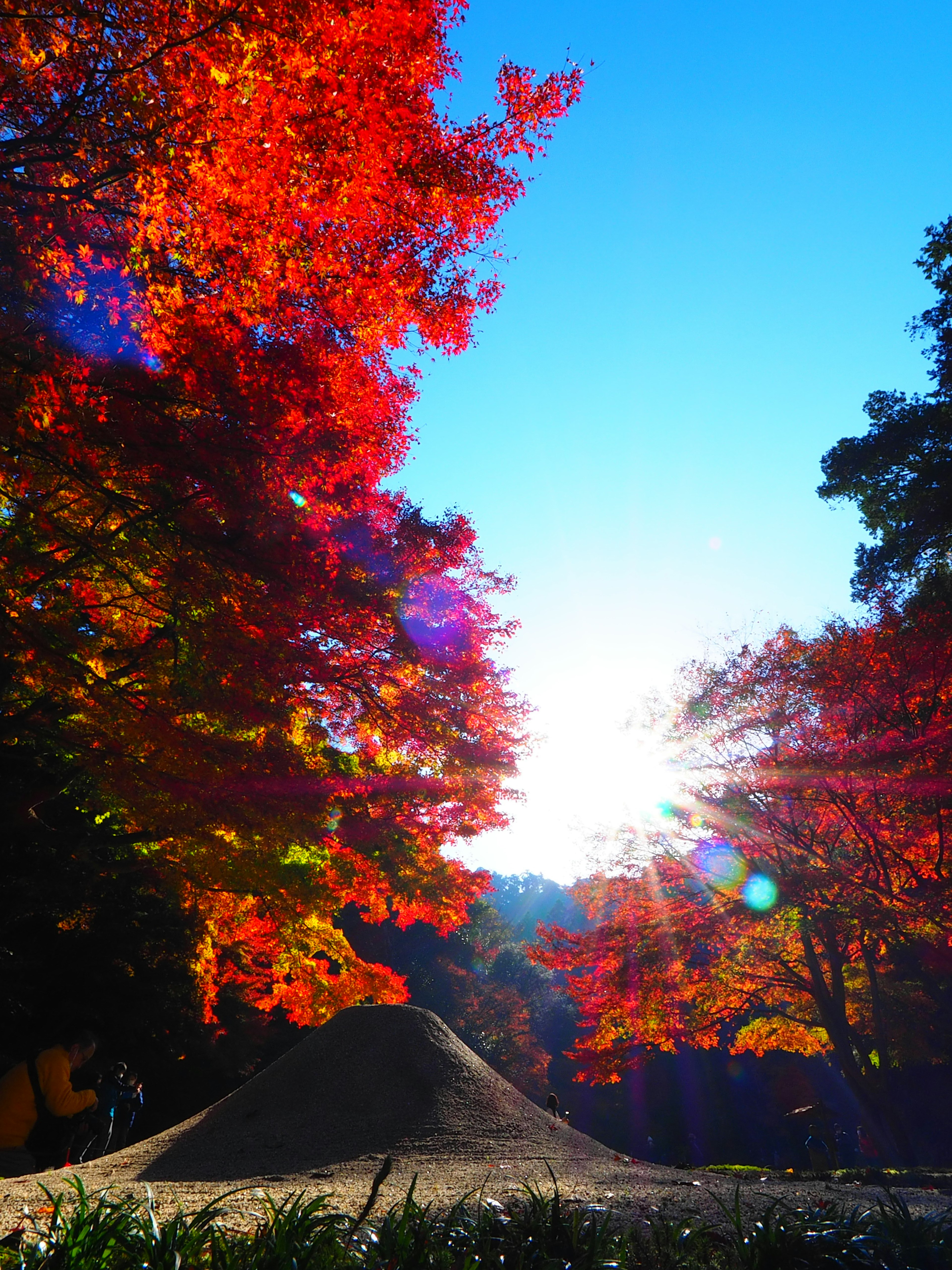 Autumn foliage with vibrant red leaves and a bright sun