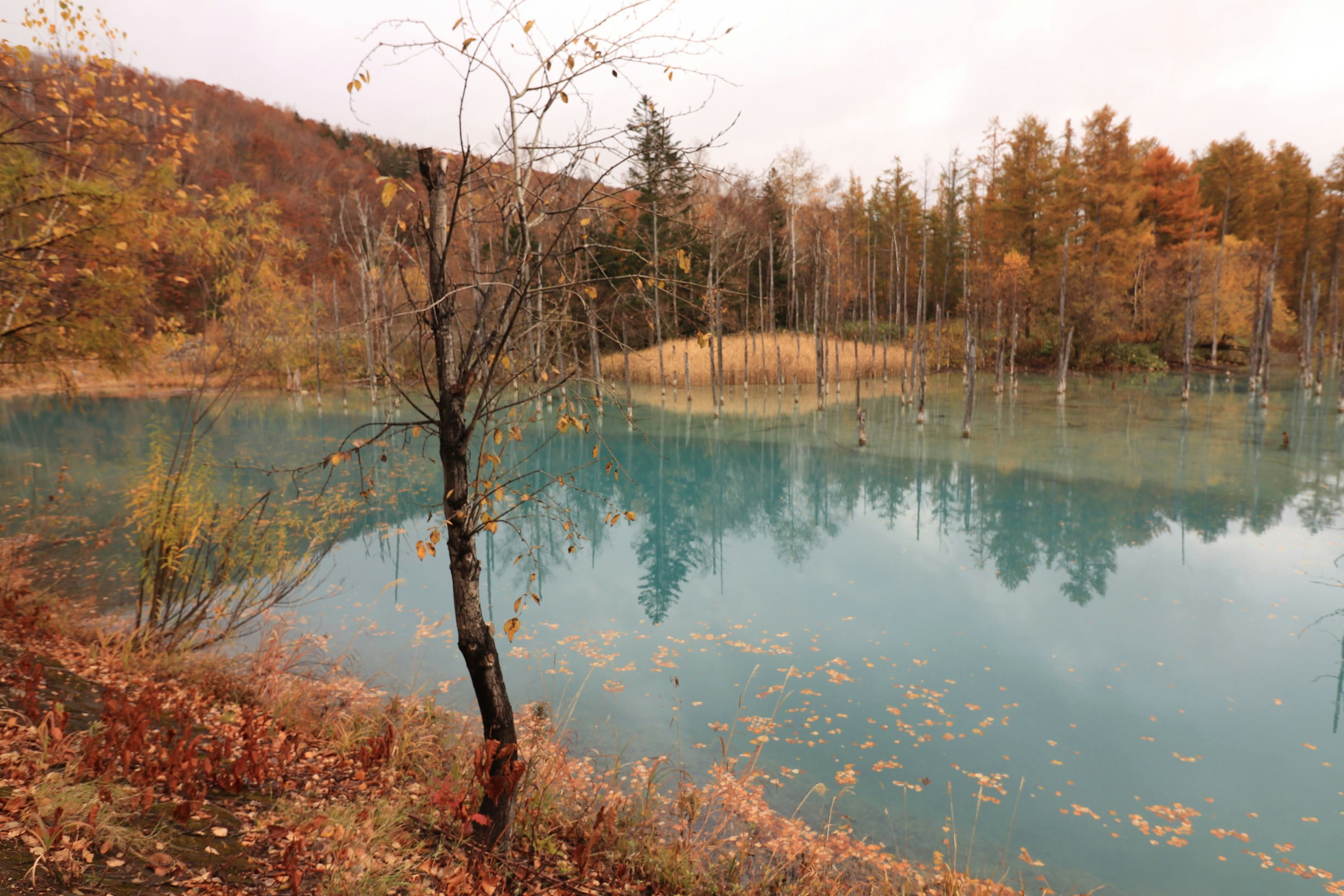 秋の色に染まった木々と静かな青い湖の風景