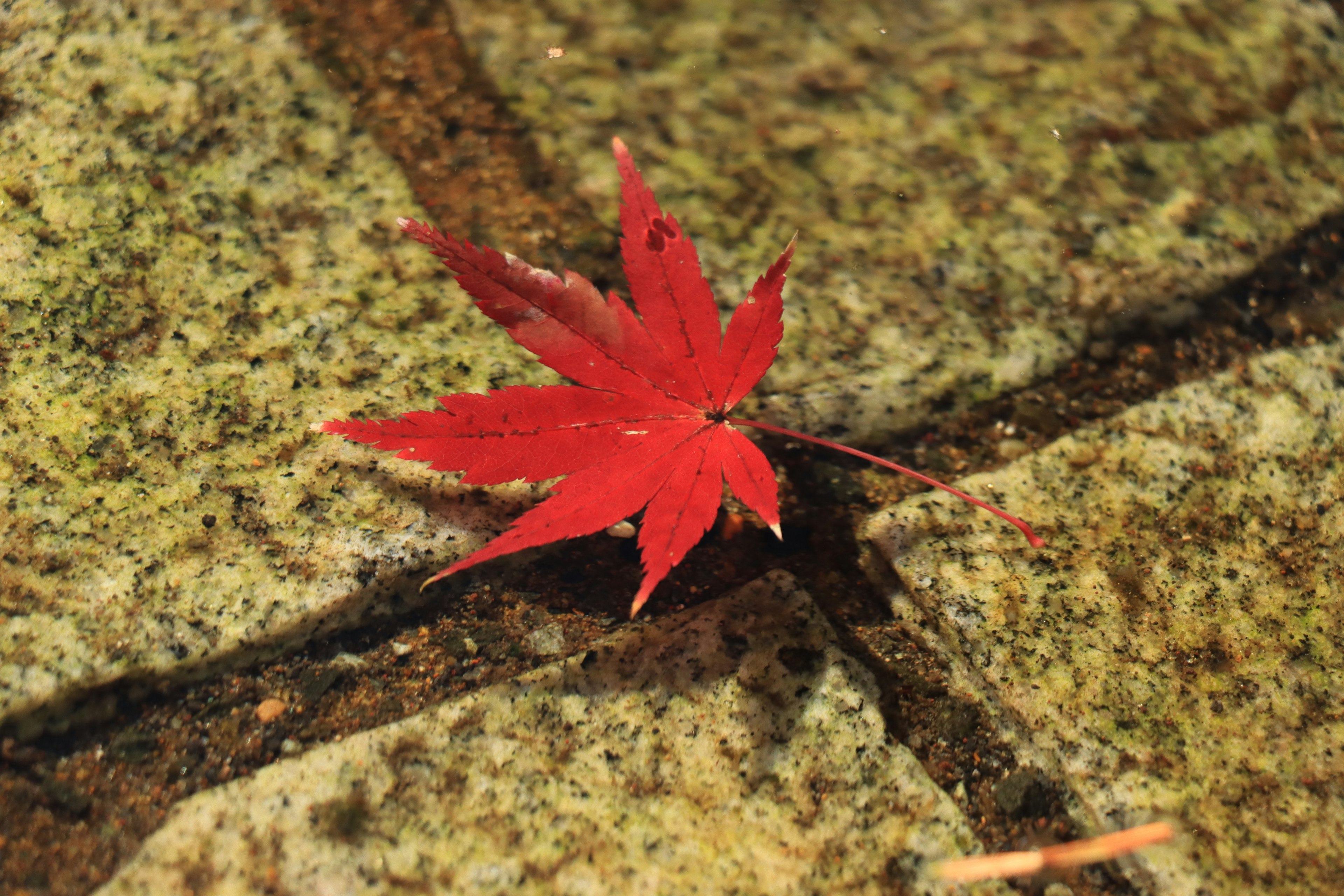 Red maple leaf floating on water with stone patterns