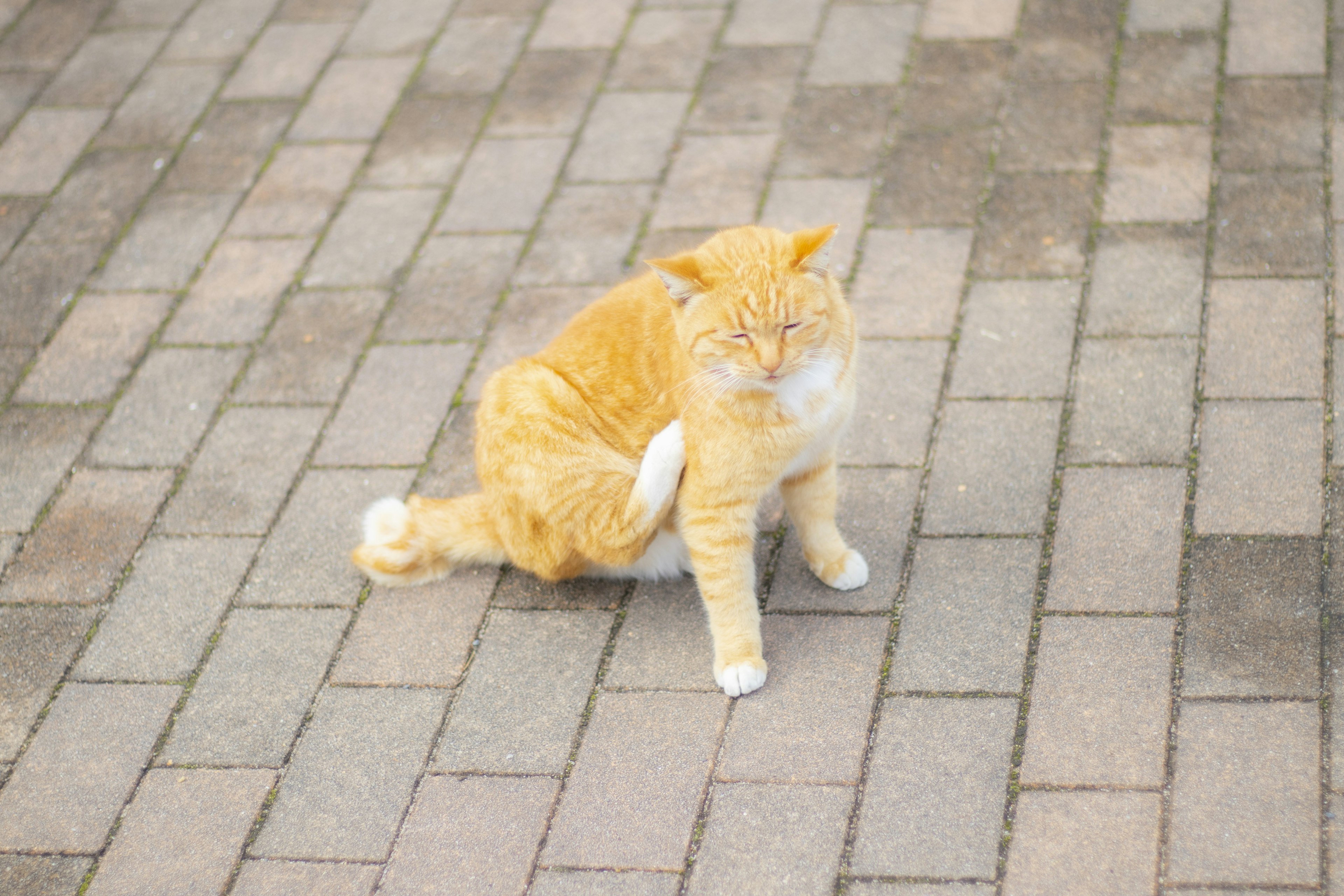 オレンジ色の猫がレンガの道の上に座っている