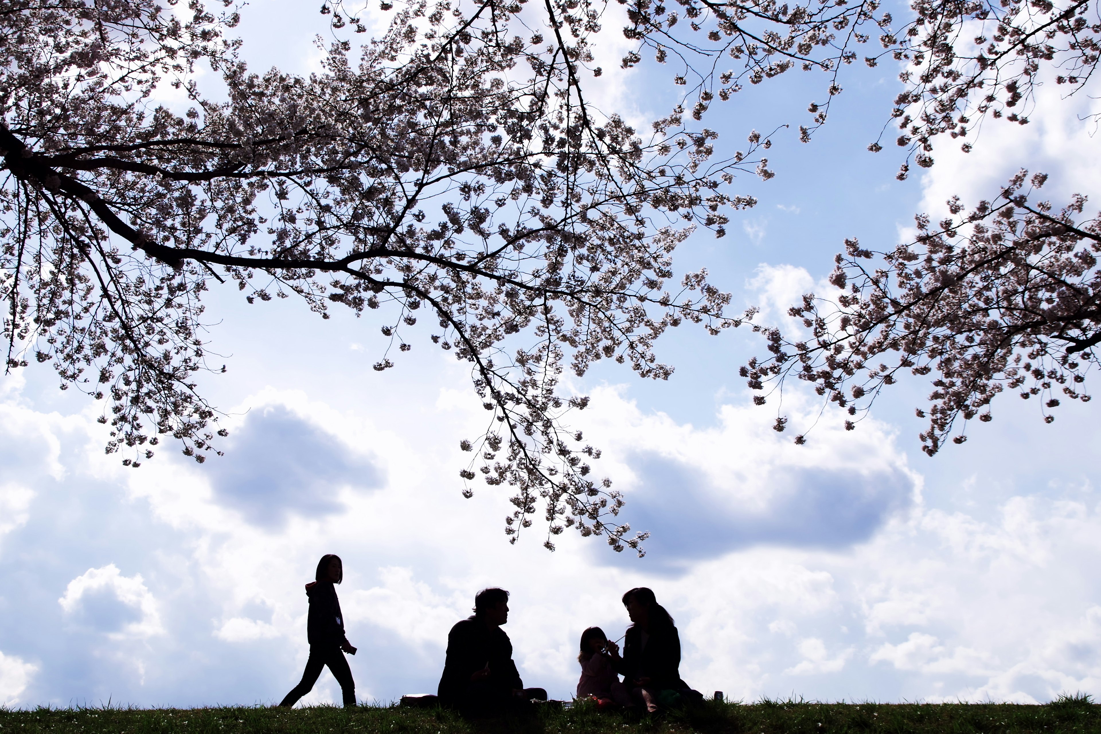 Siluetas de personas disfrutando bajo un árbol de cerezo