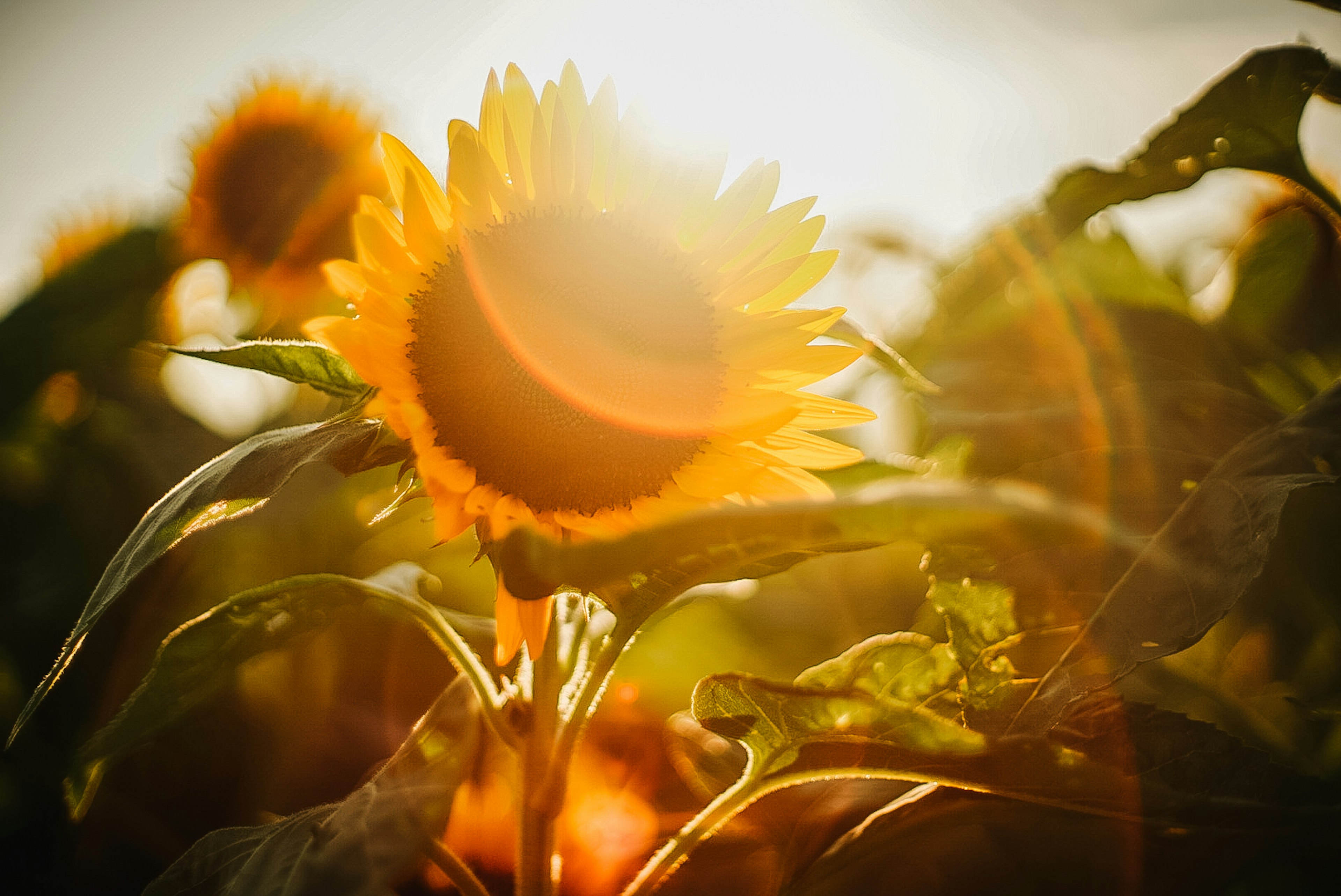 明るい太陽の下で咲くひまわりの花とその緑の葉