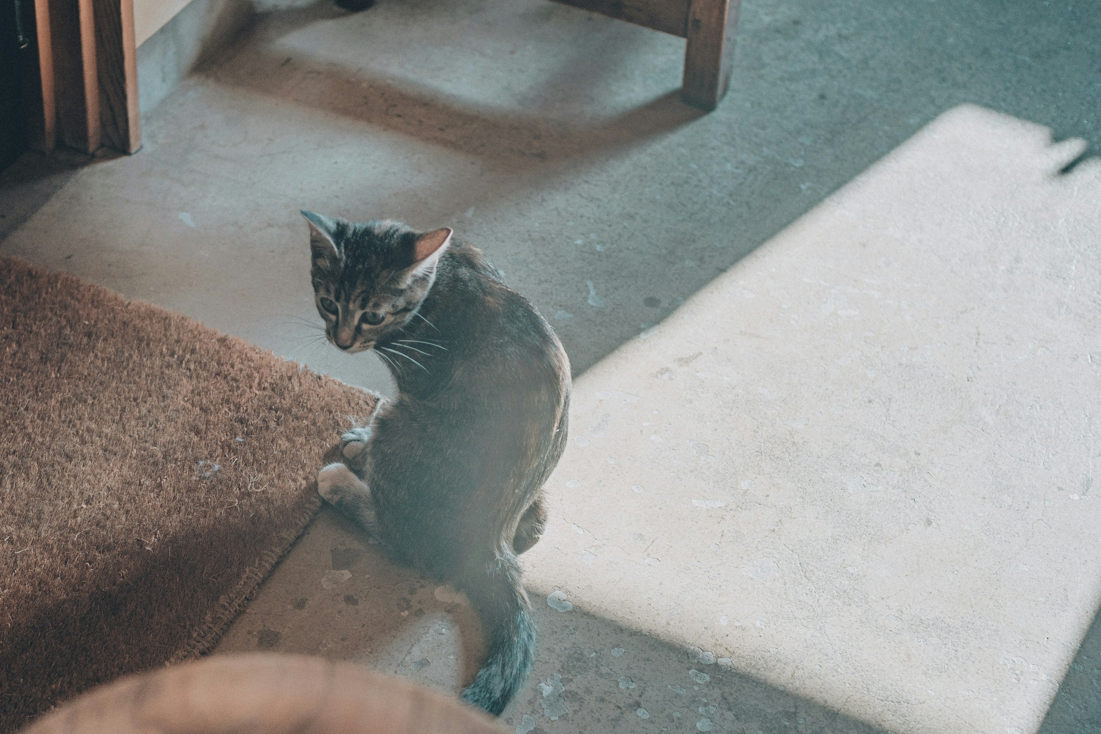 一只猫坐在地上，背景有地毯和明亮的表面