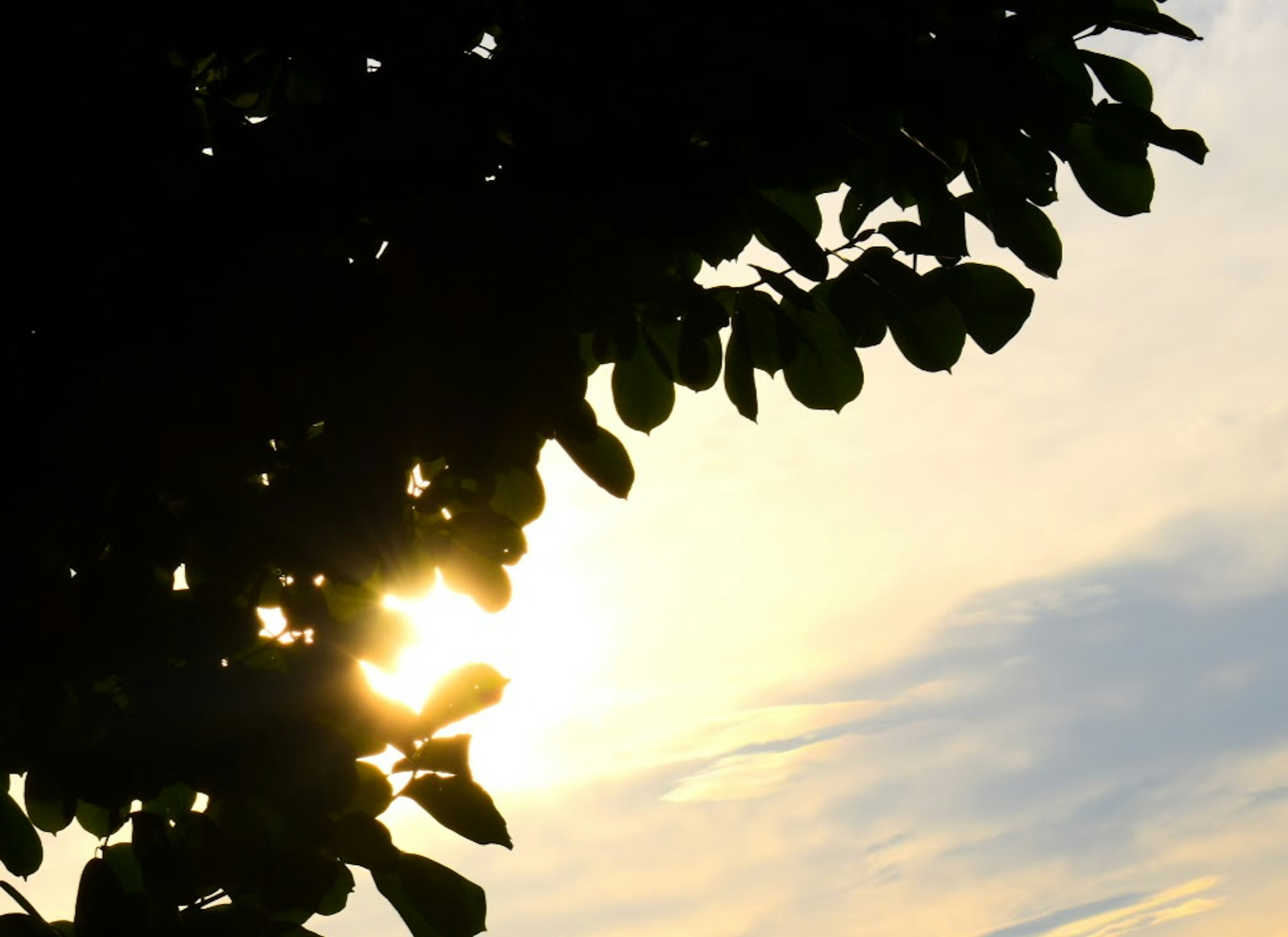 Silhouette de hojas con luz del sol brillando