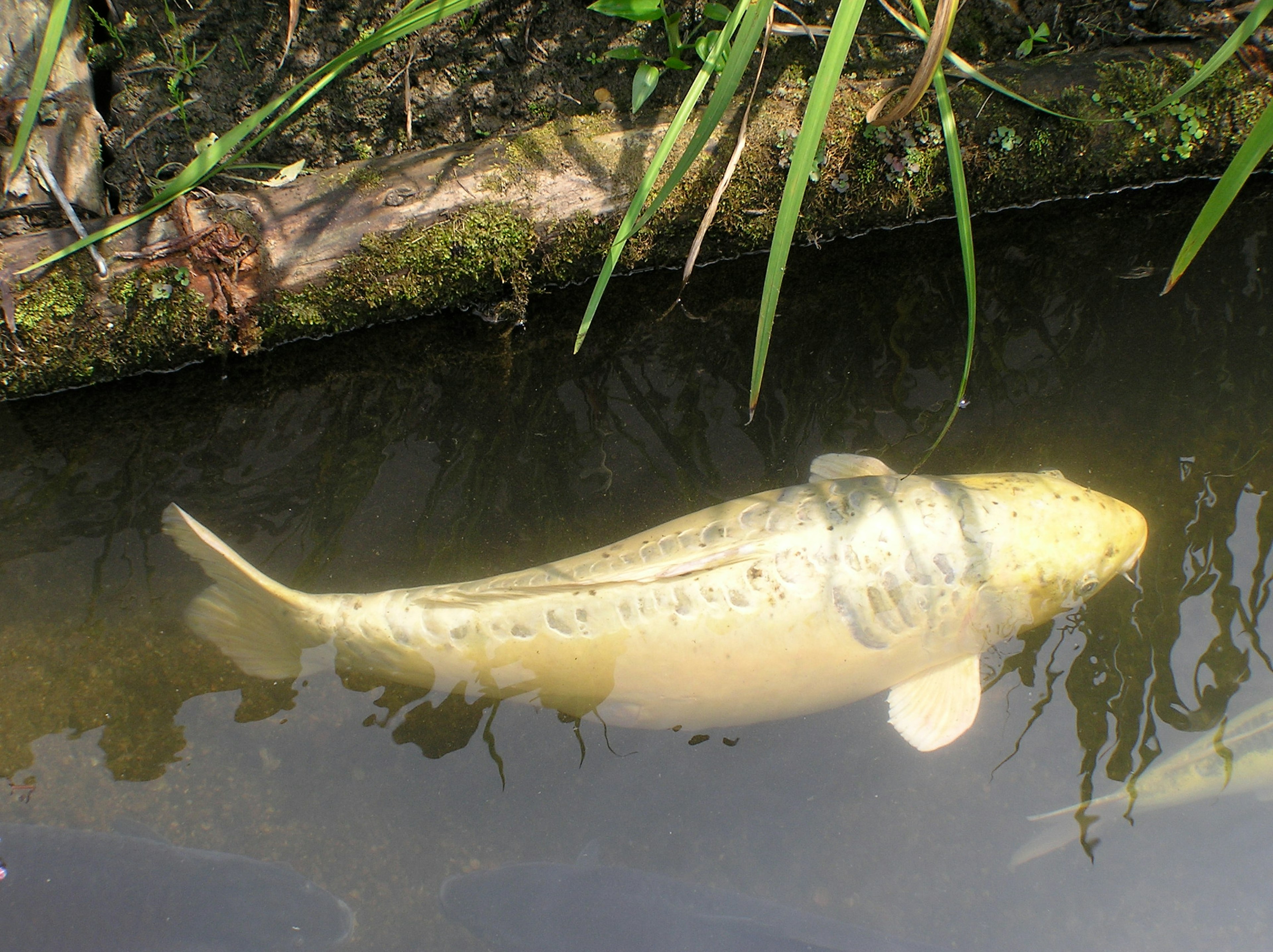 Ein Koi-Fisch, der in flachem Wasser schwimmt, umgeben von grünem Gras