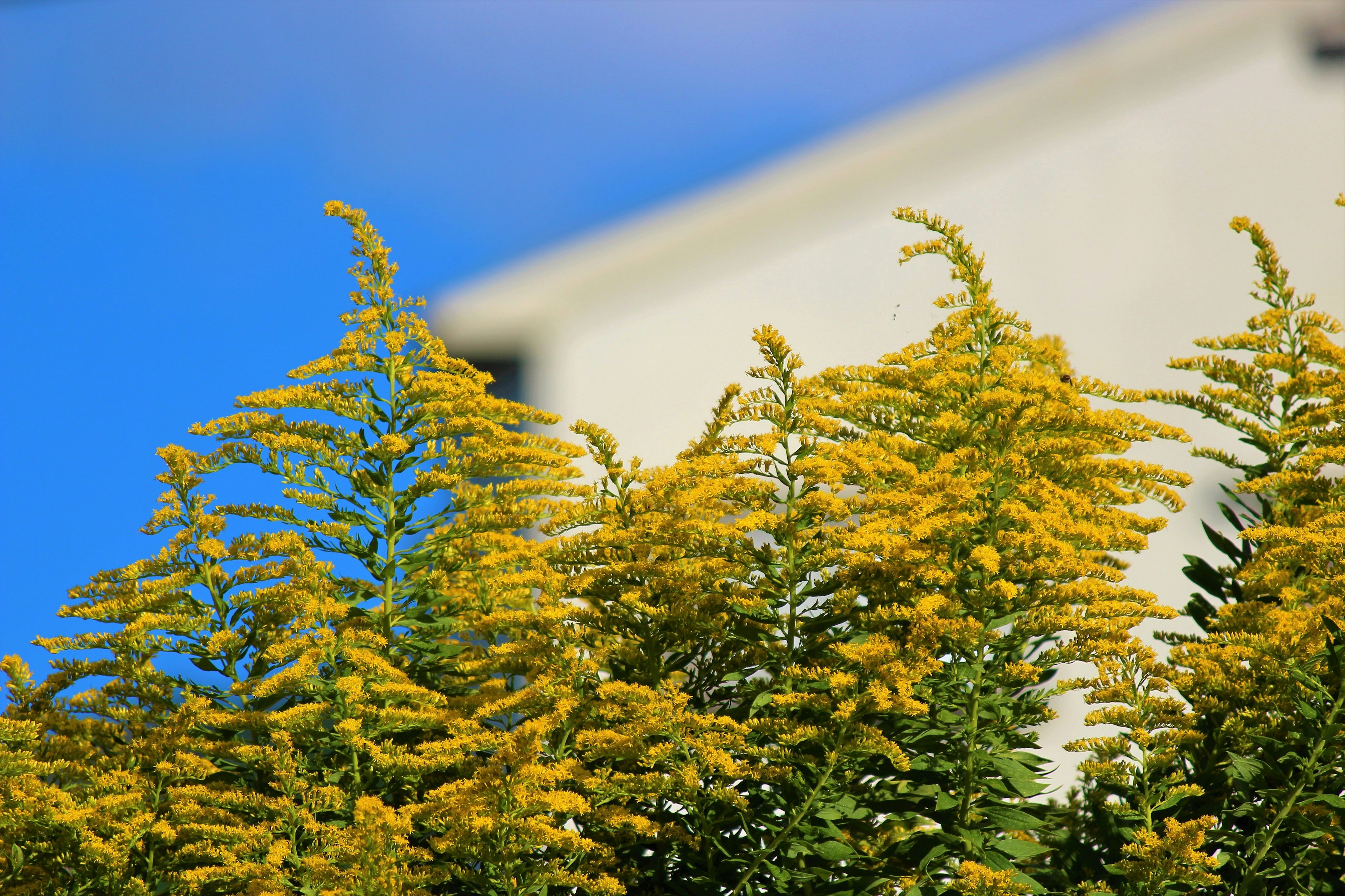 Groupe de plantes à fleurs jaunes sous un ciel bleu et un bâtiment