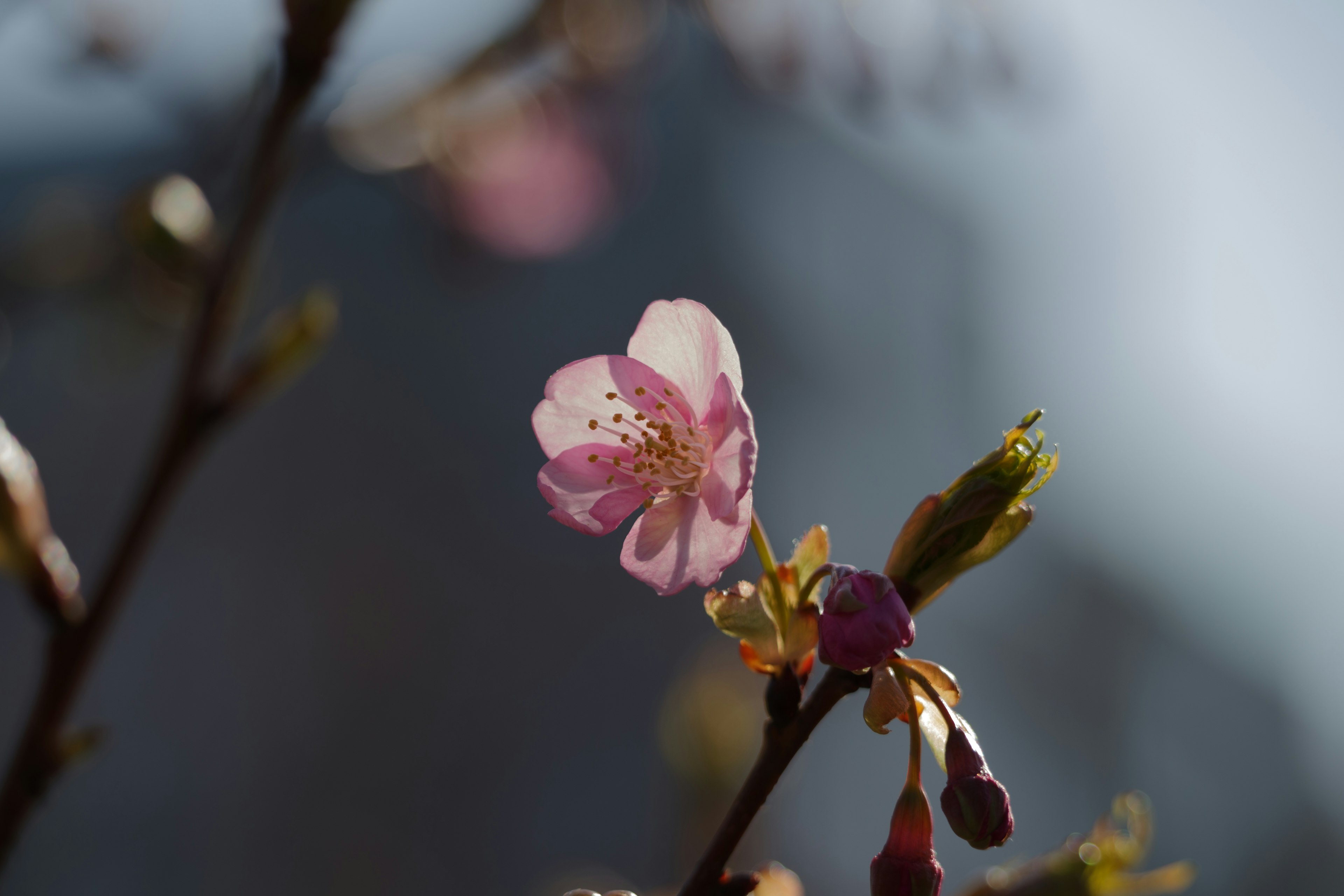 Une délicate fleur de cerisier rose pâle épanouie sur une branche