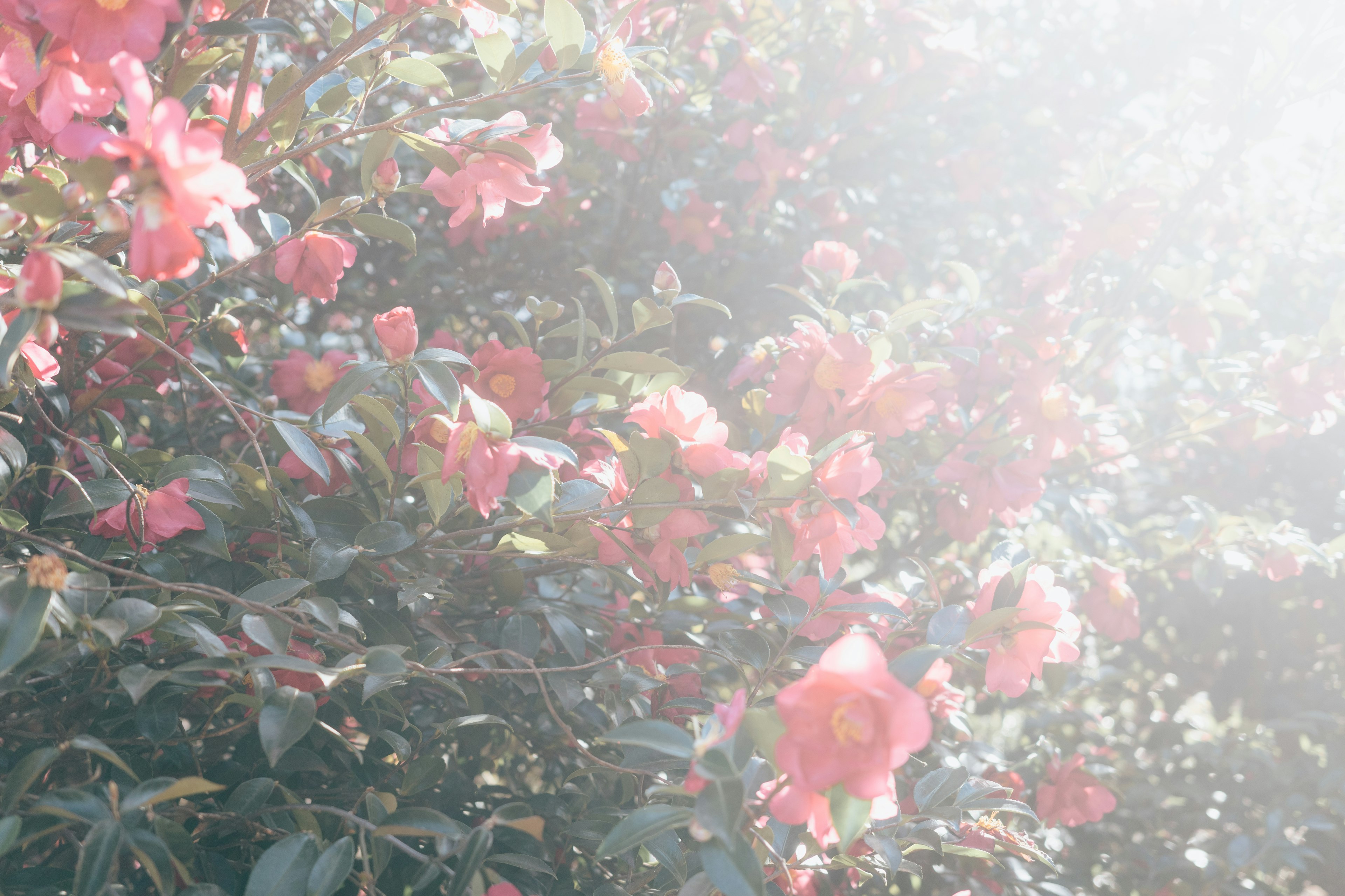 薄曇りの中で咲くピンクの花々と緑の葉