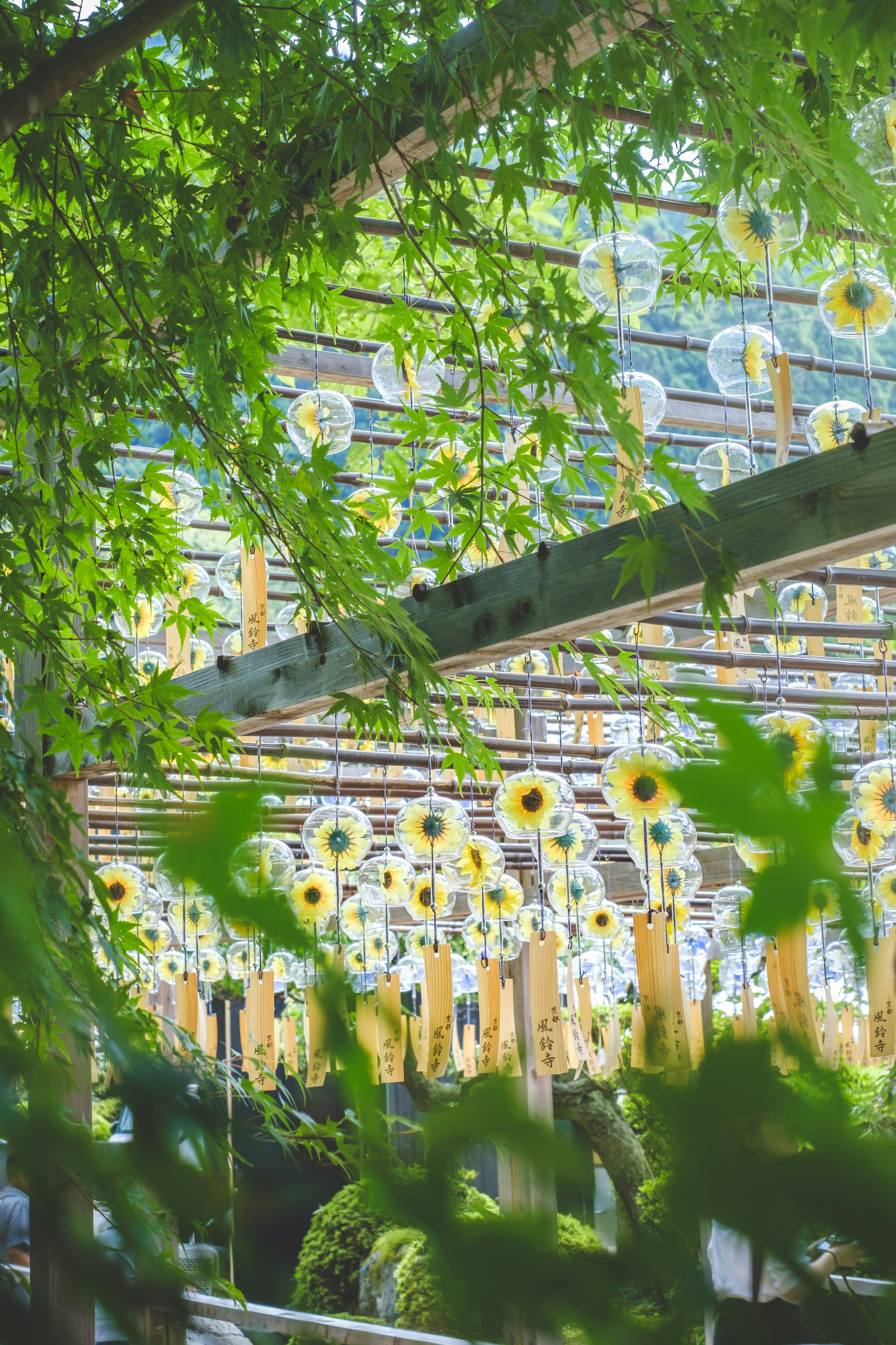 Una vista di girasoli disposti sotto un fogliame verde