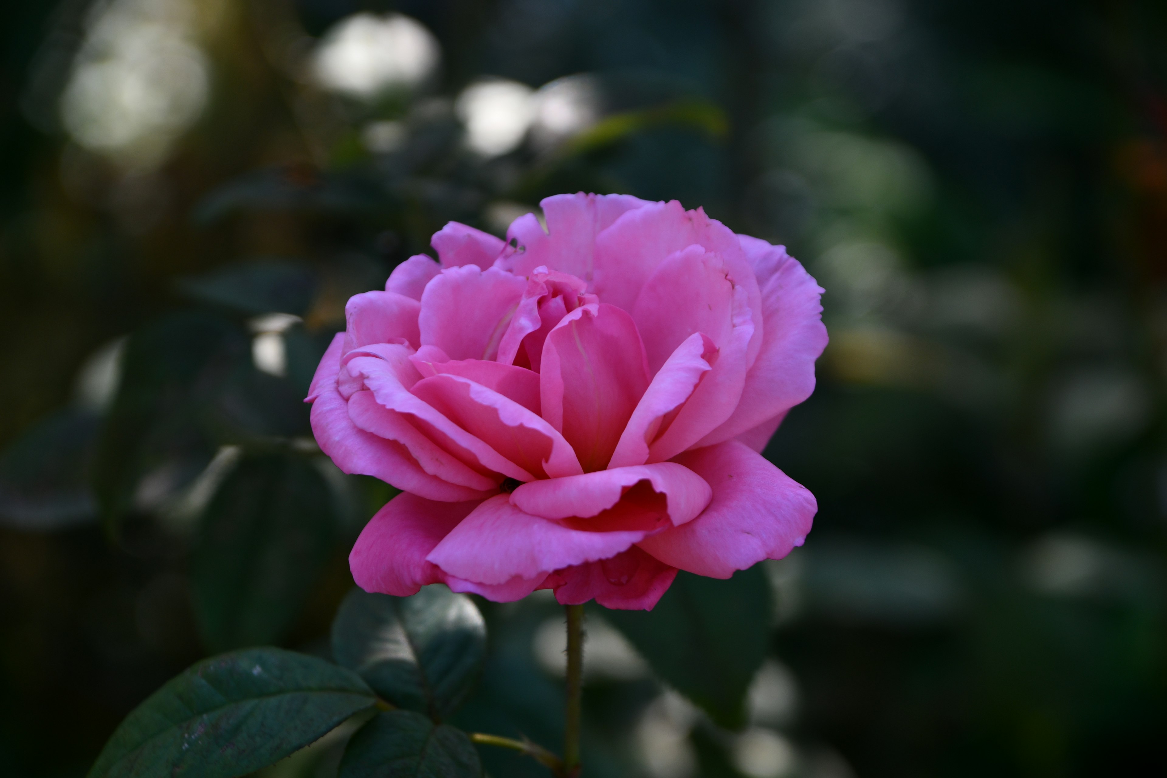 A vibrant pink rose blooming among green leaves