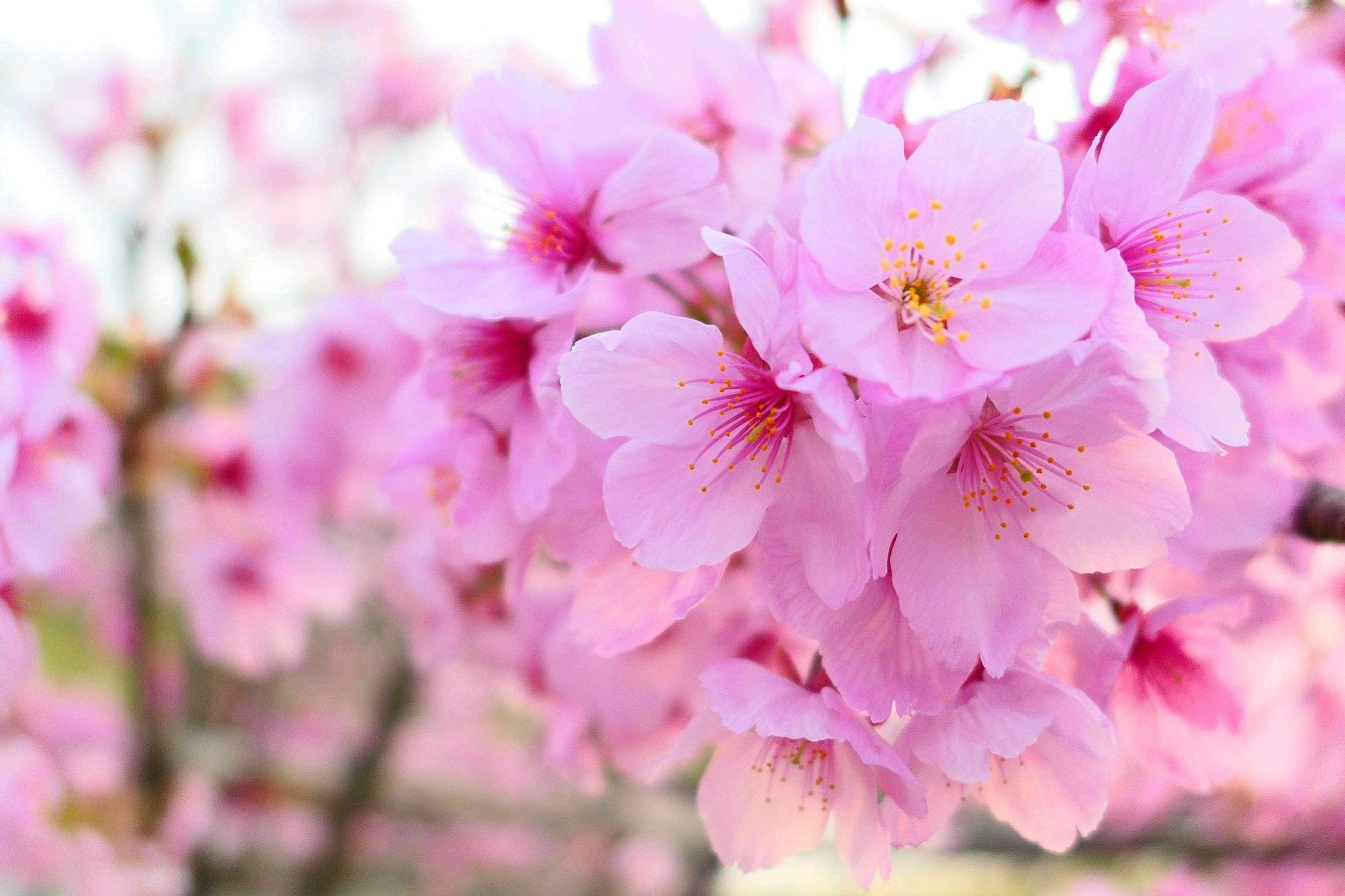 Hermosa escena de flores de cerezo en flor