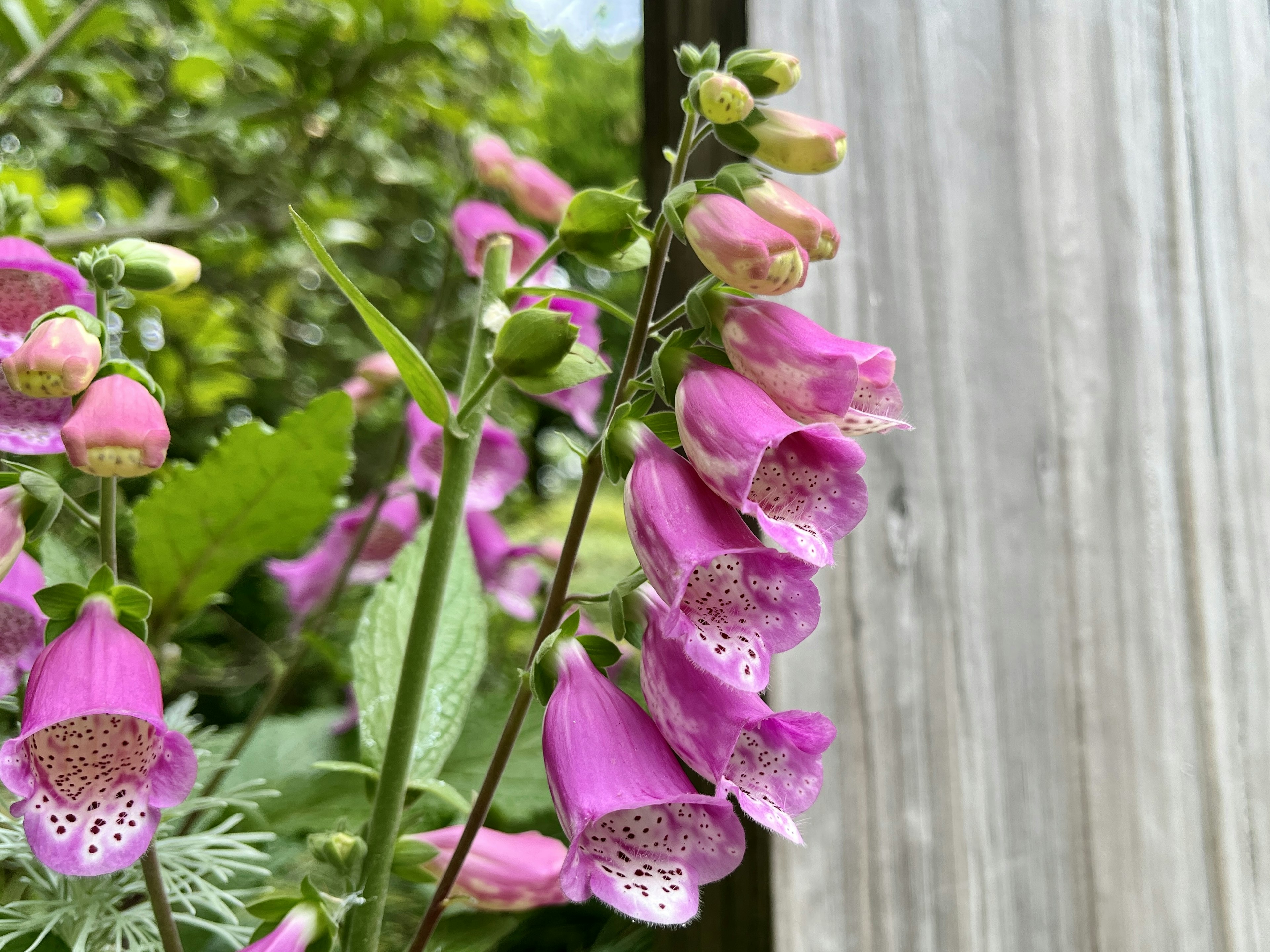 Close-up image of pink flowering plant with green leaves