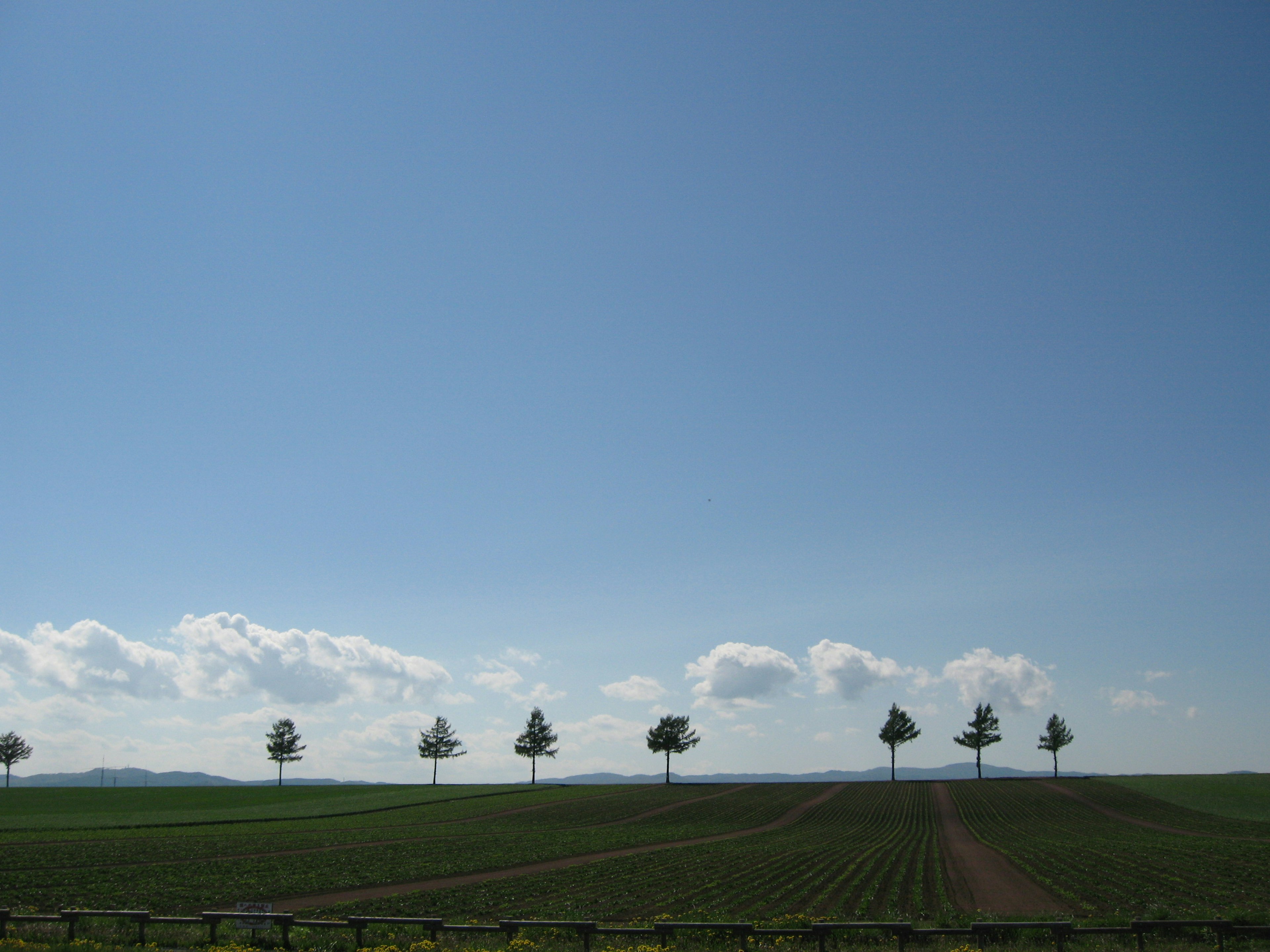 Rangée d'arbres sous un ciel bleu clair et des champs verts