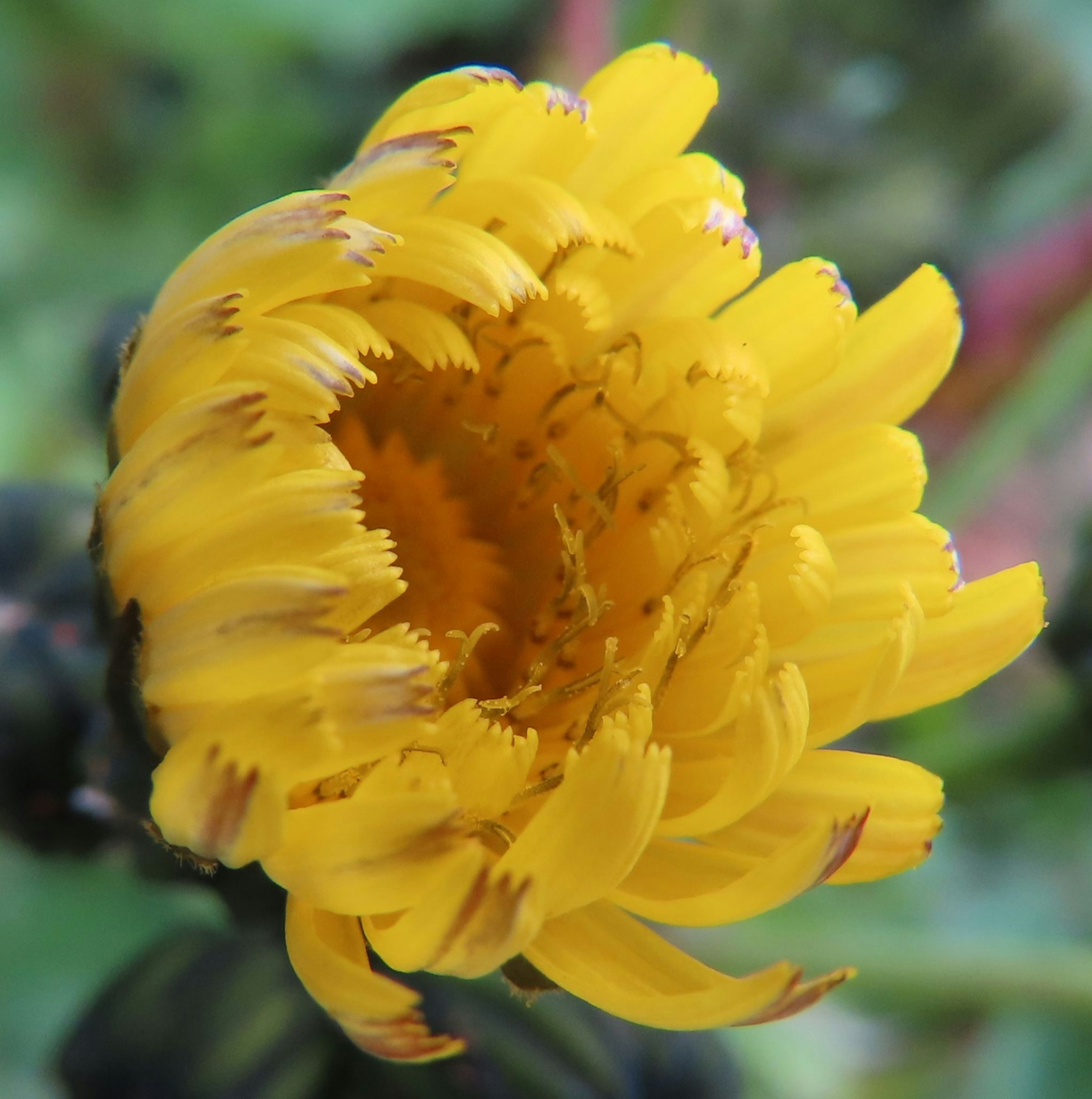 Nahaufnahme einer gelben Blume mit sichtbarem Zentrum