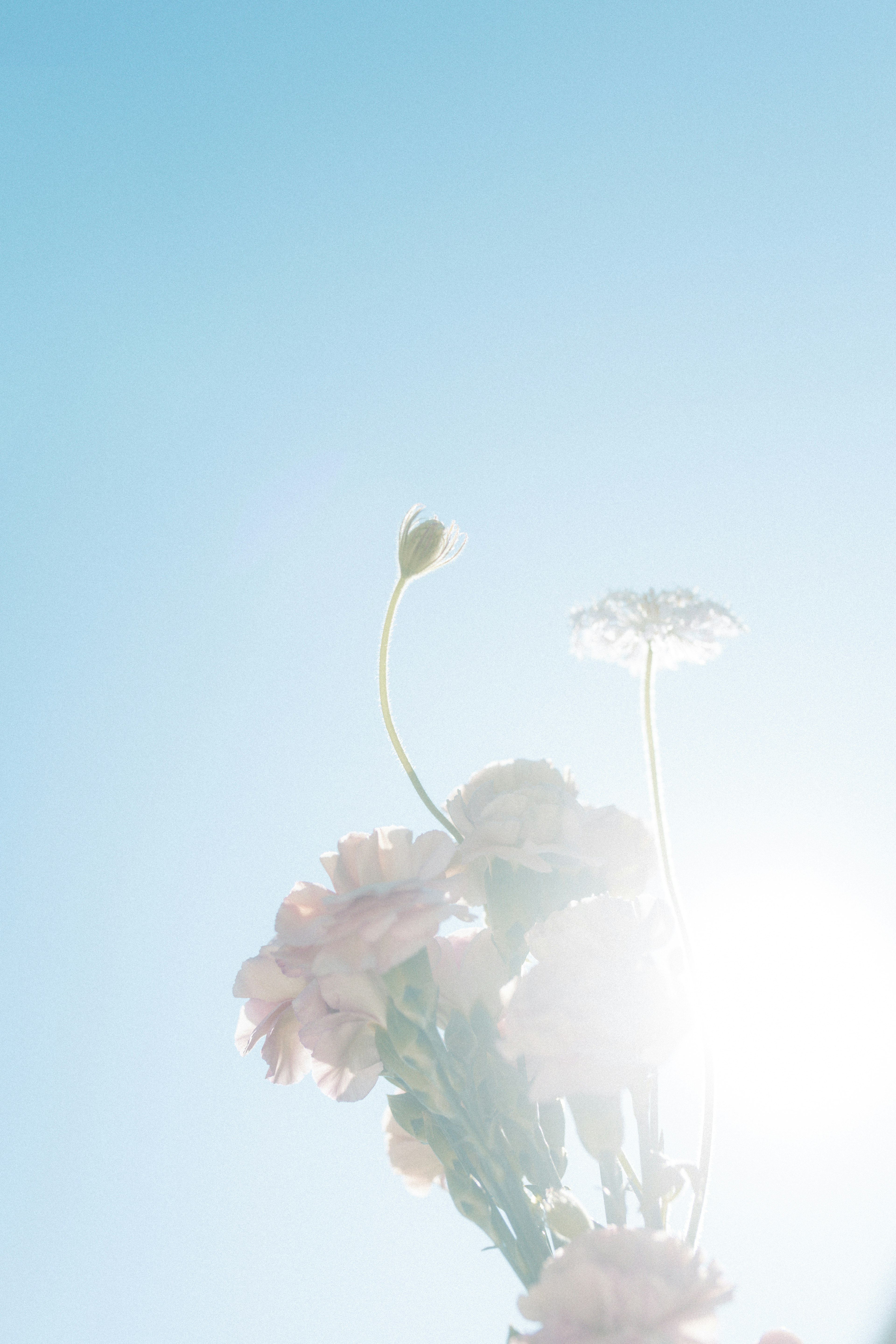 Soft-colored flowers silhouetted against a clear blue sky with sunlight