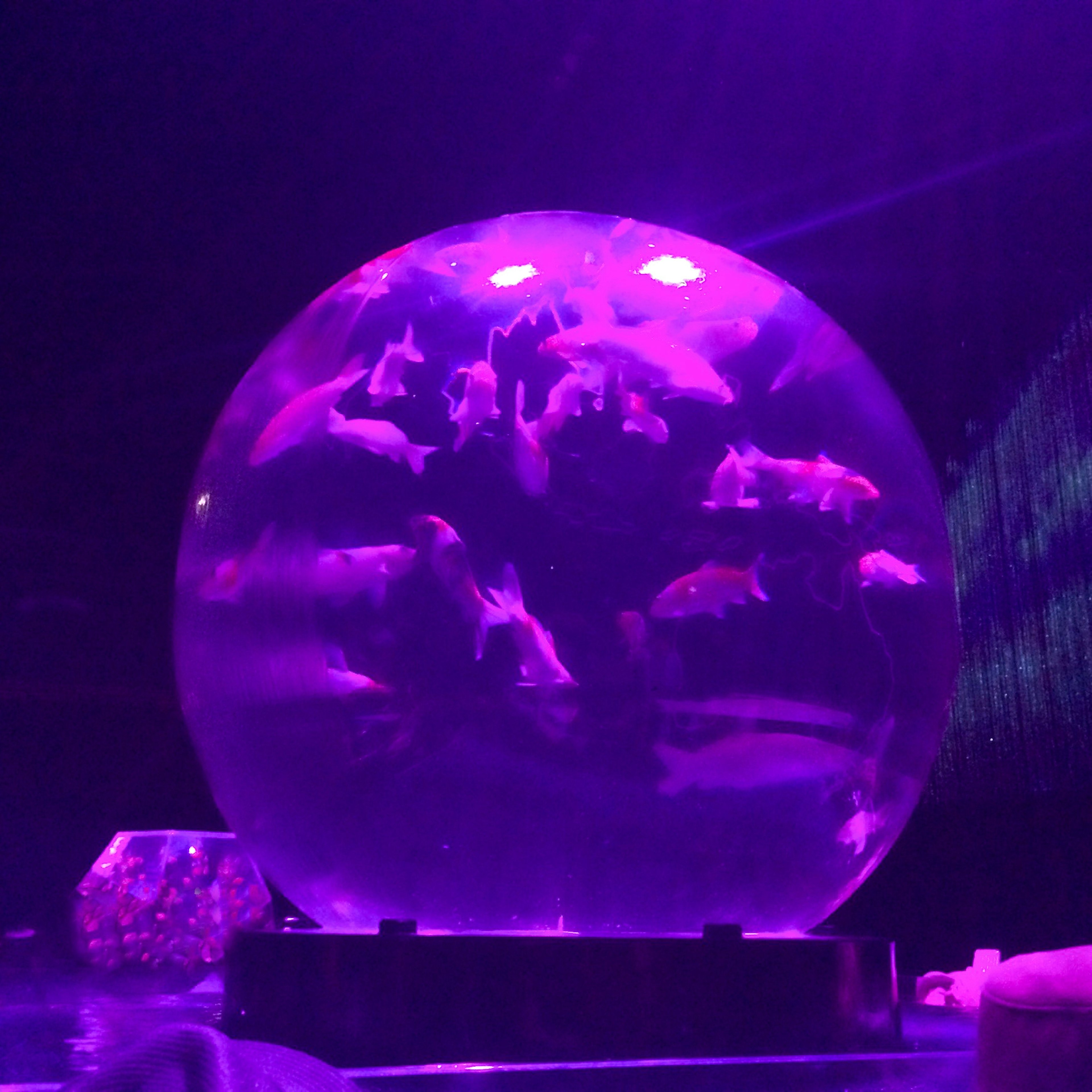 Poissons nageant dans une sphère transparente sous un éclairage violet