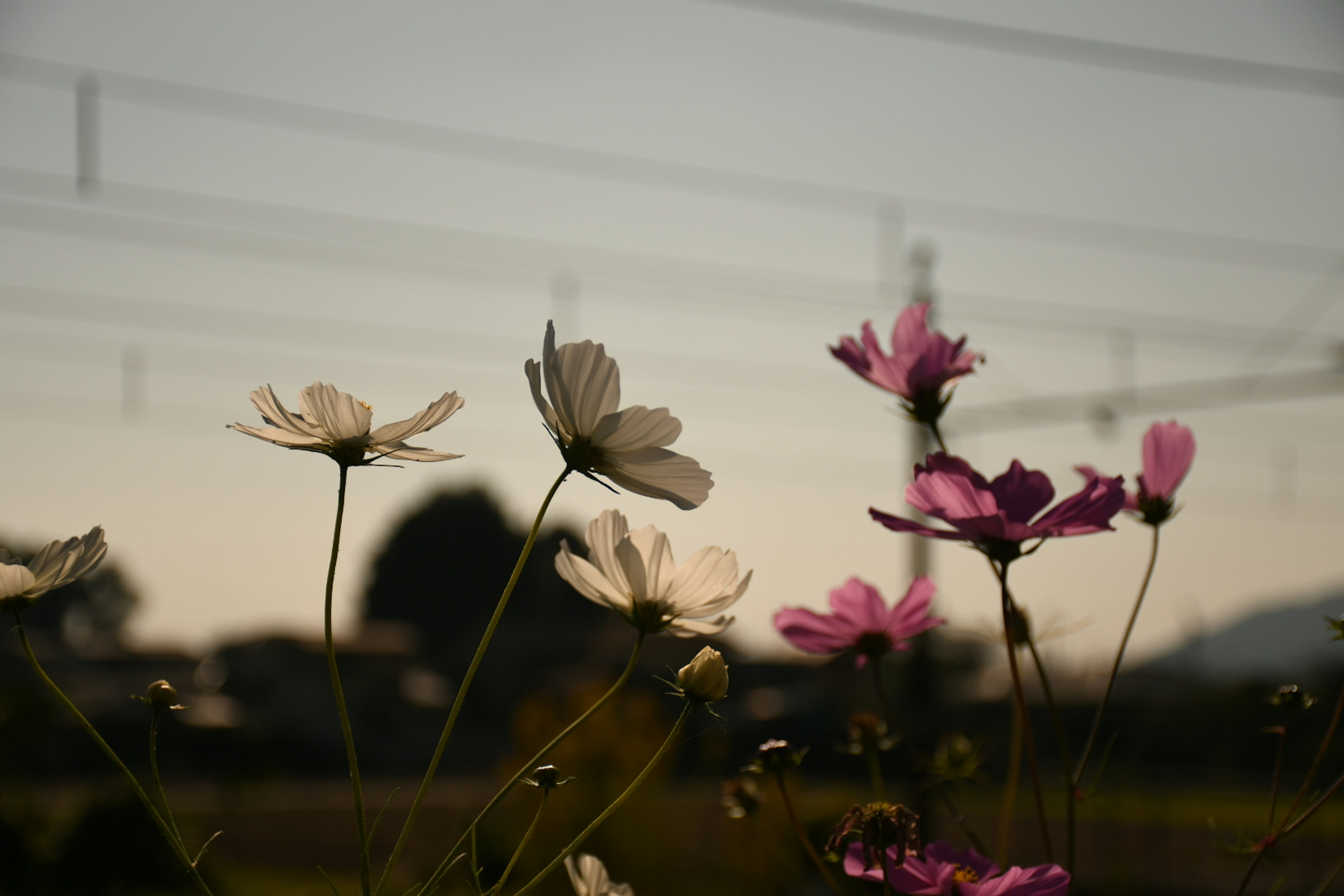 夕暮れ時の花々と背景の電車の線路