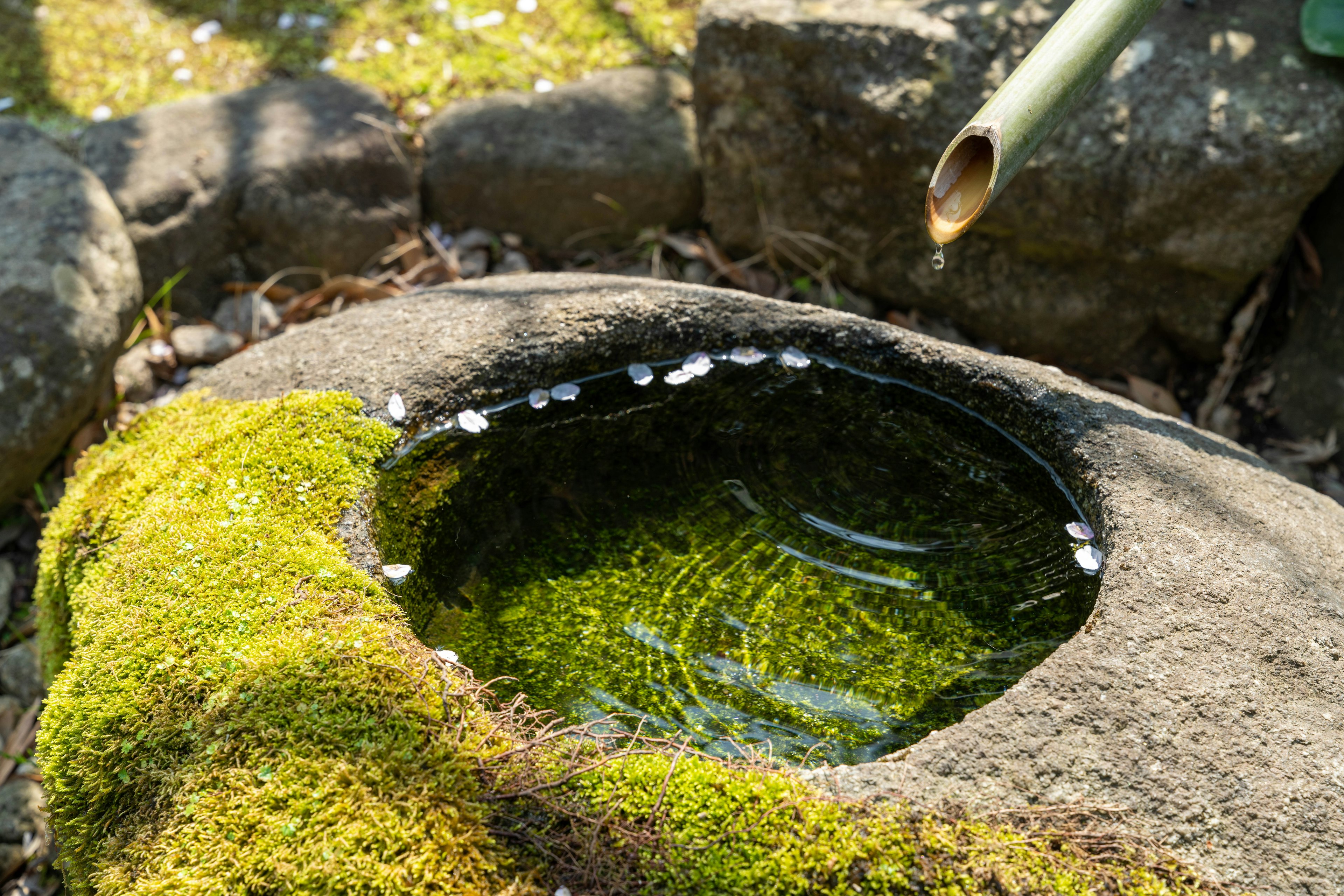 Un bassin en pierre recouvert de mousse avec de l'eau qui y est versée