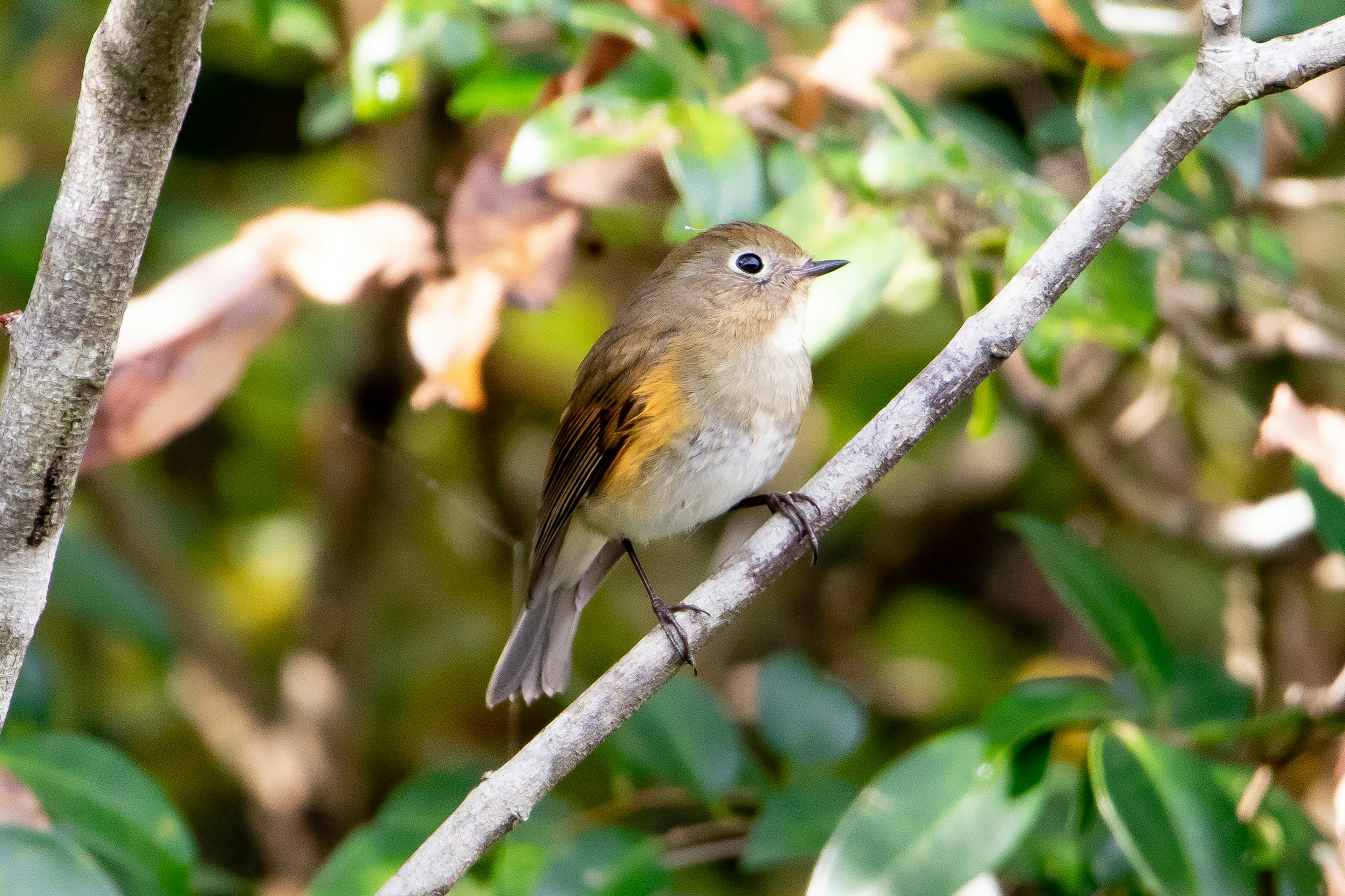 A small bird perched on a branch surrounded by greenery