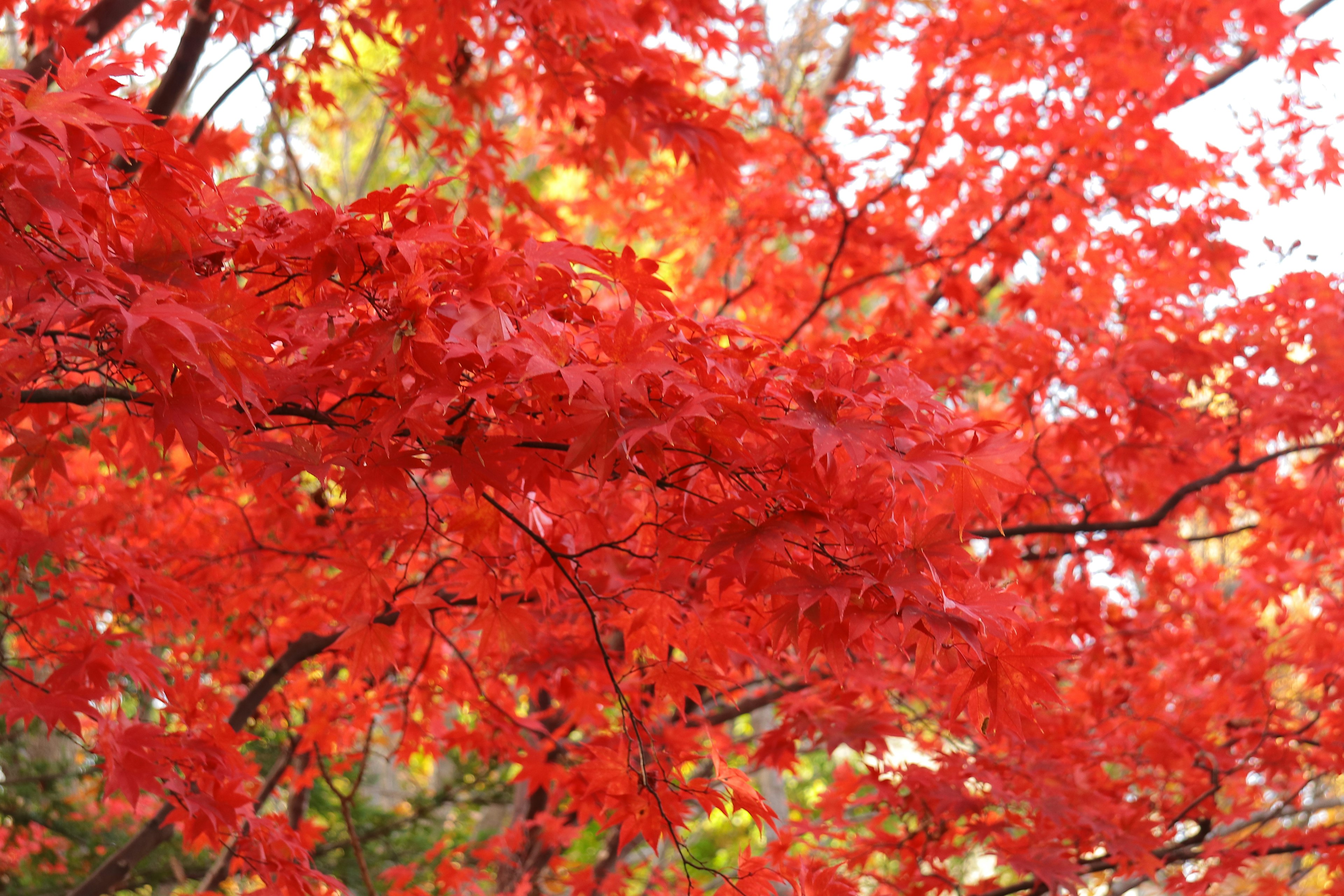 Feuilles rouges vives sur des branches d'arbre