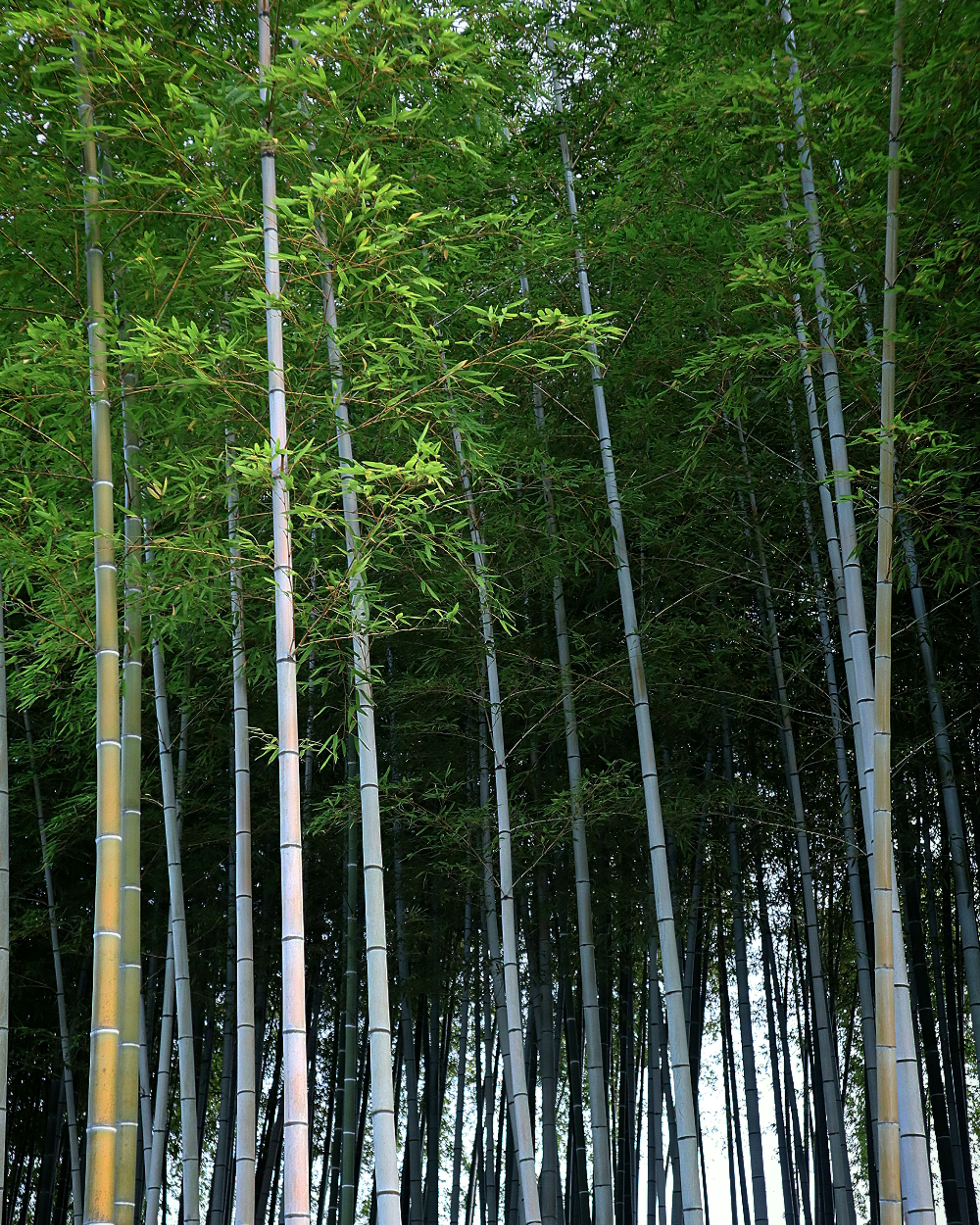 Tiges de bambou hautes atteignant le ciel dans une forêt verte luxuriante