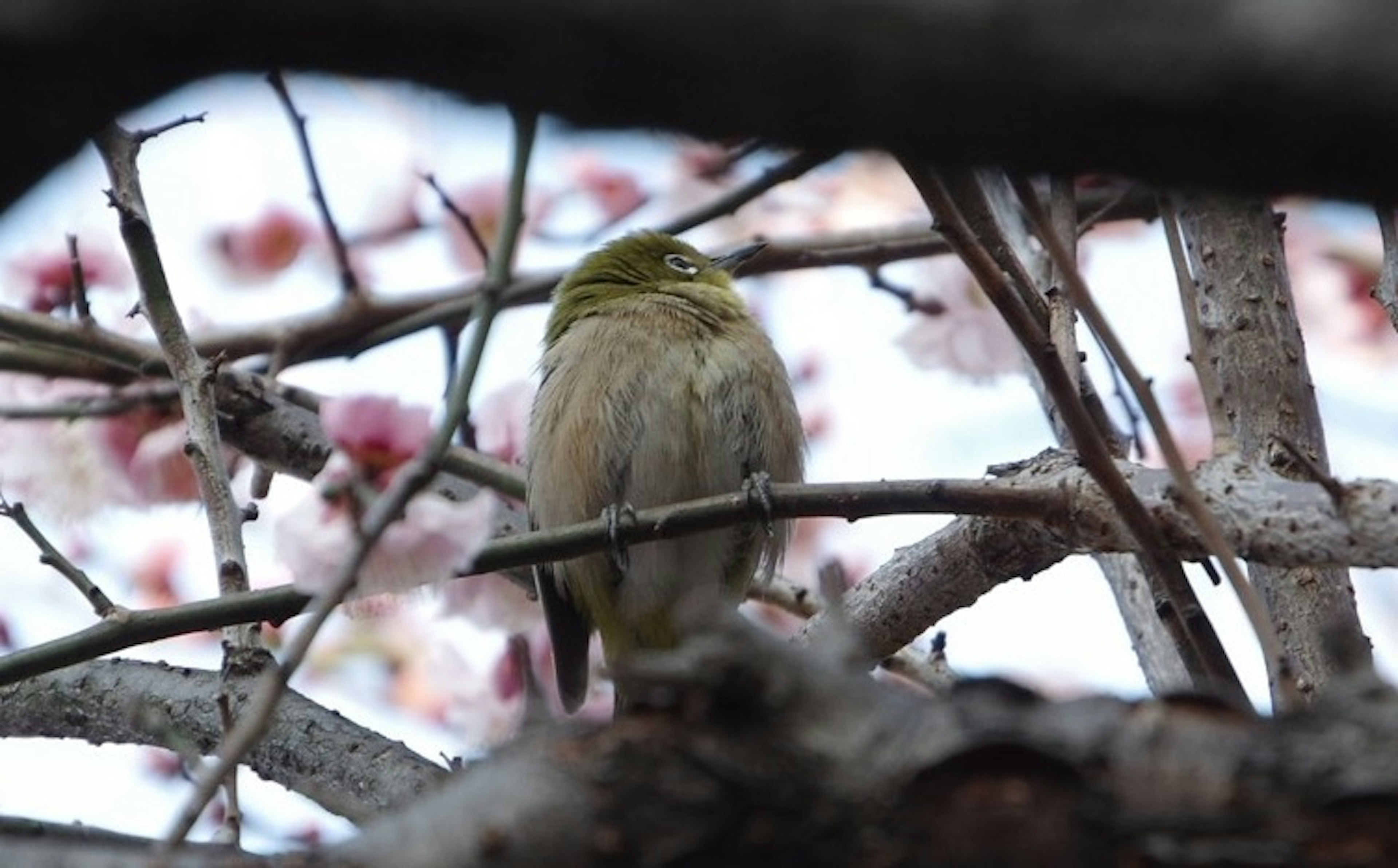 桜の木の枝に止まる小鳥の後ろ姿