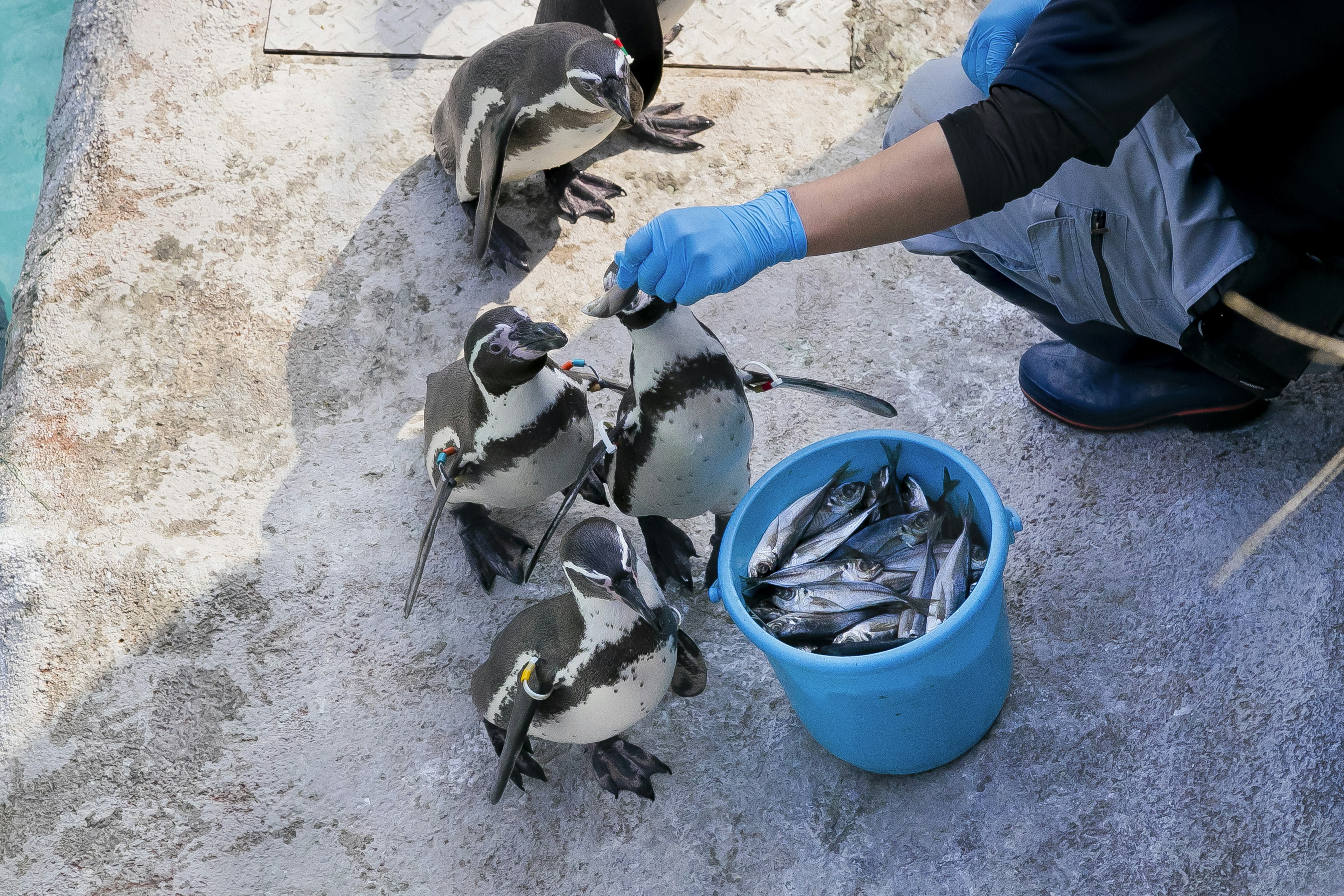 Une personne donnant des poissons à des pingouins depuis un seau bleu