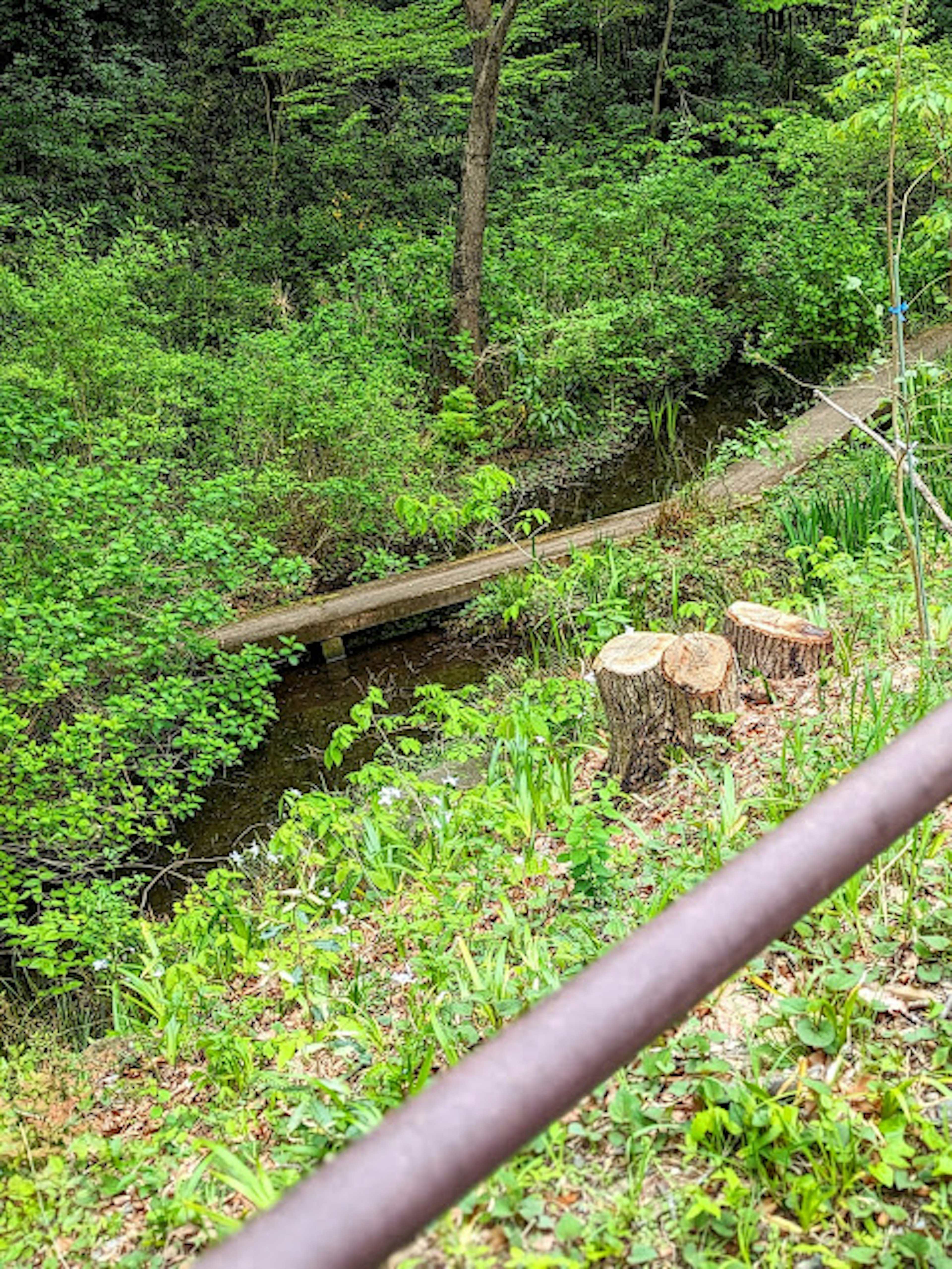 緑豊かな森の中の小道と小川の風景