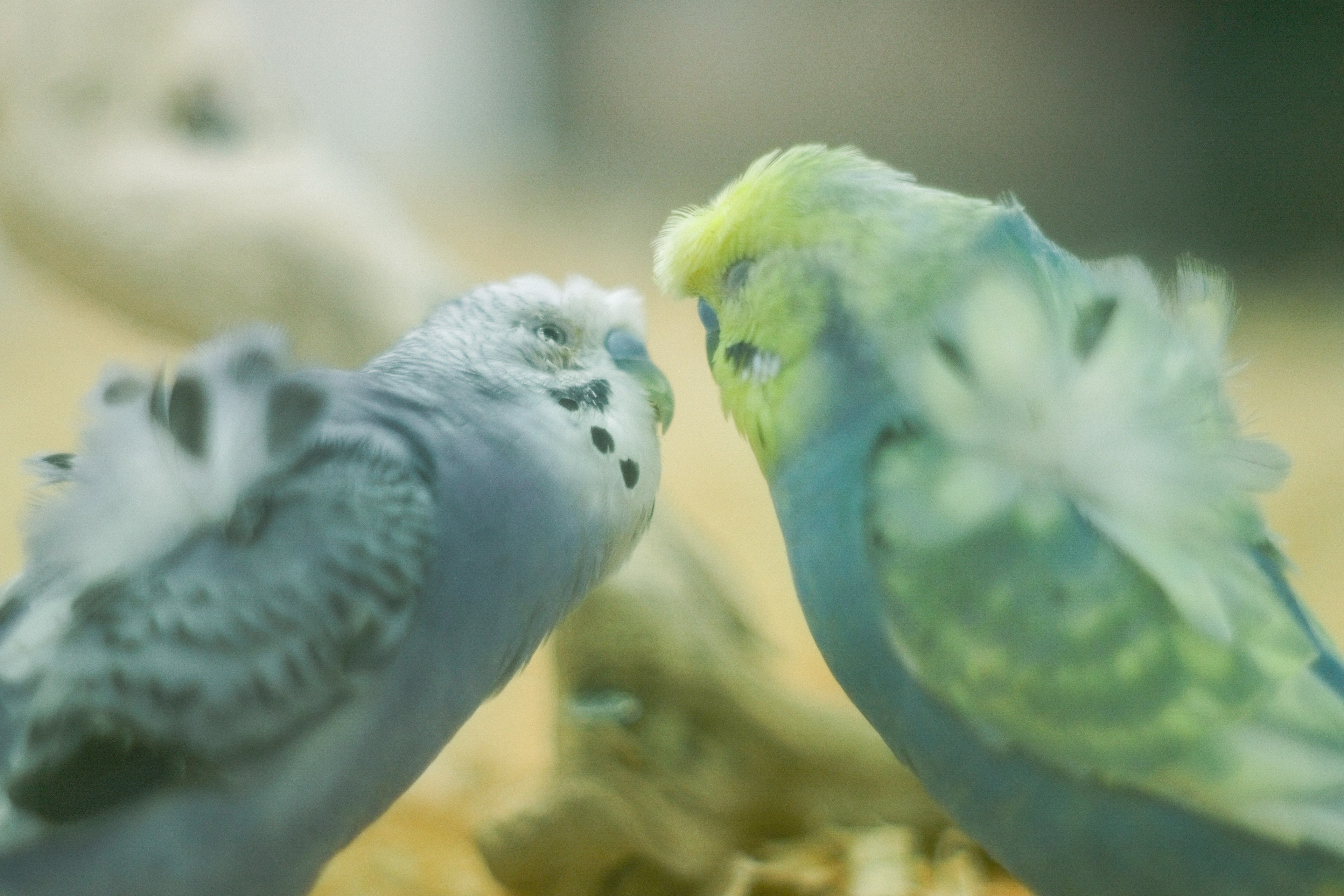 Two budgerigars sharing a close moment with their beaks touching