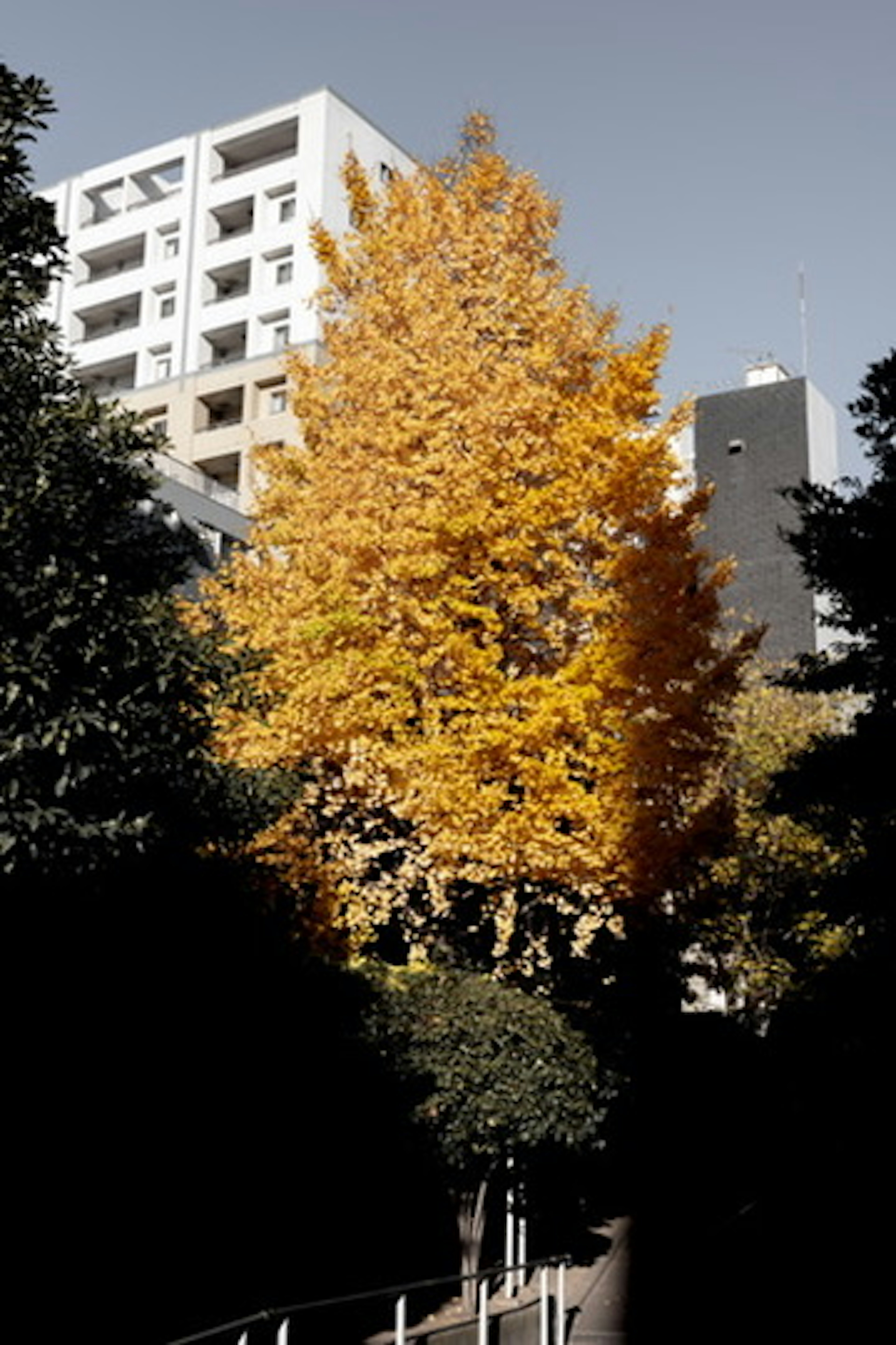 秋の葉が鮮やかな黄色の木と現代的な建物のコントラスト