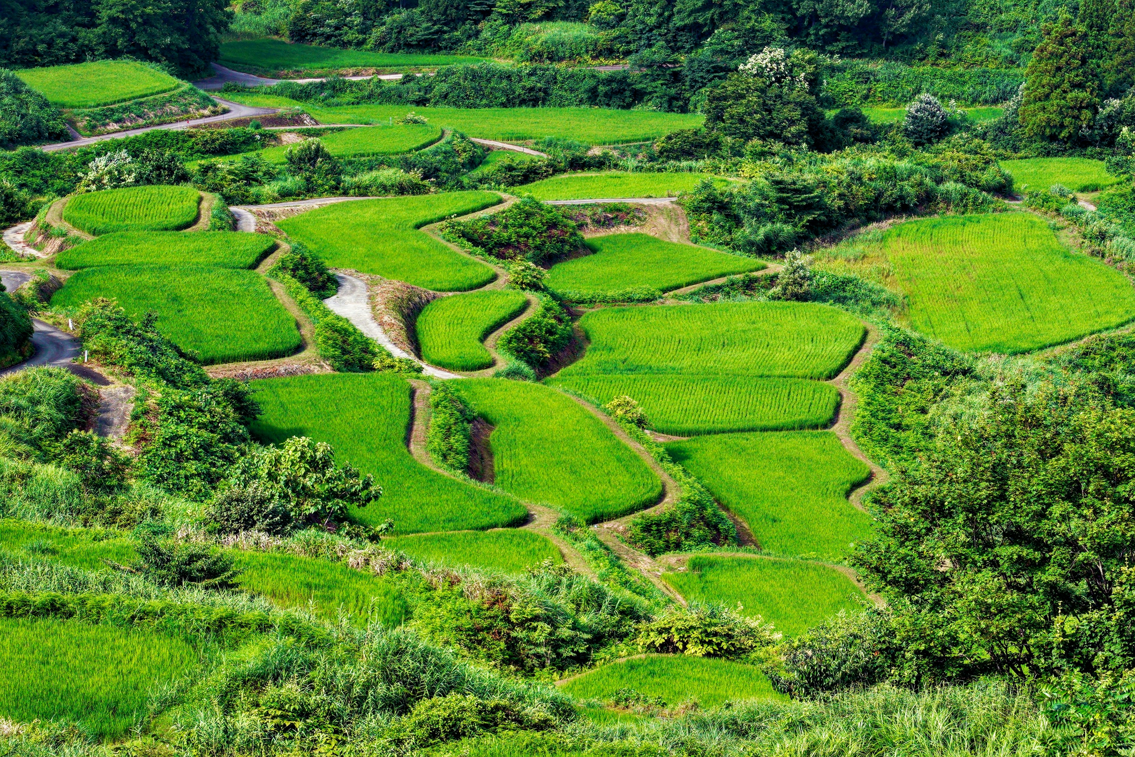 Hermosos campos de arroz en terrazas verdes crean un paisaje impresionante