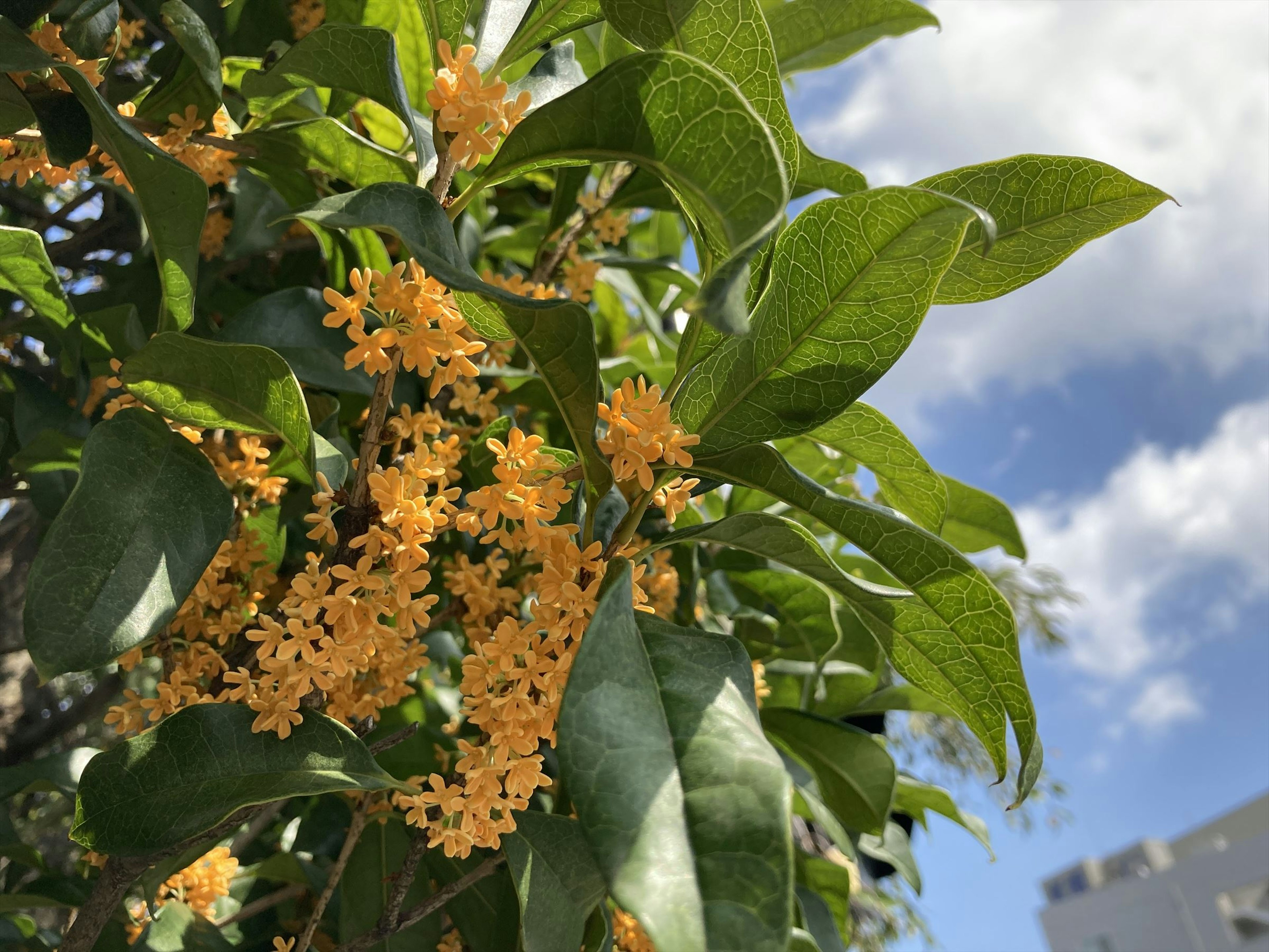 金木犀の花と葉が青空の下に咲いている