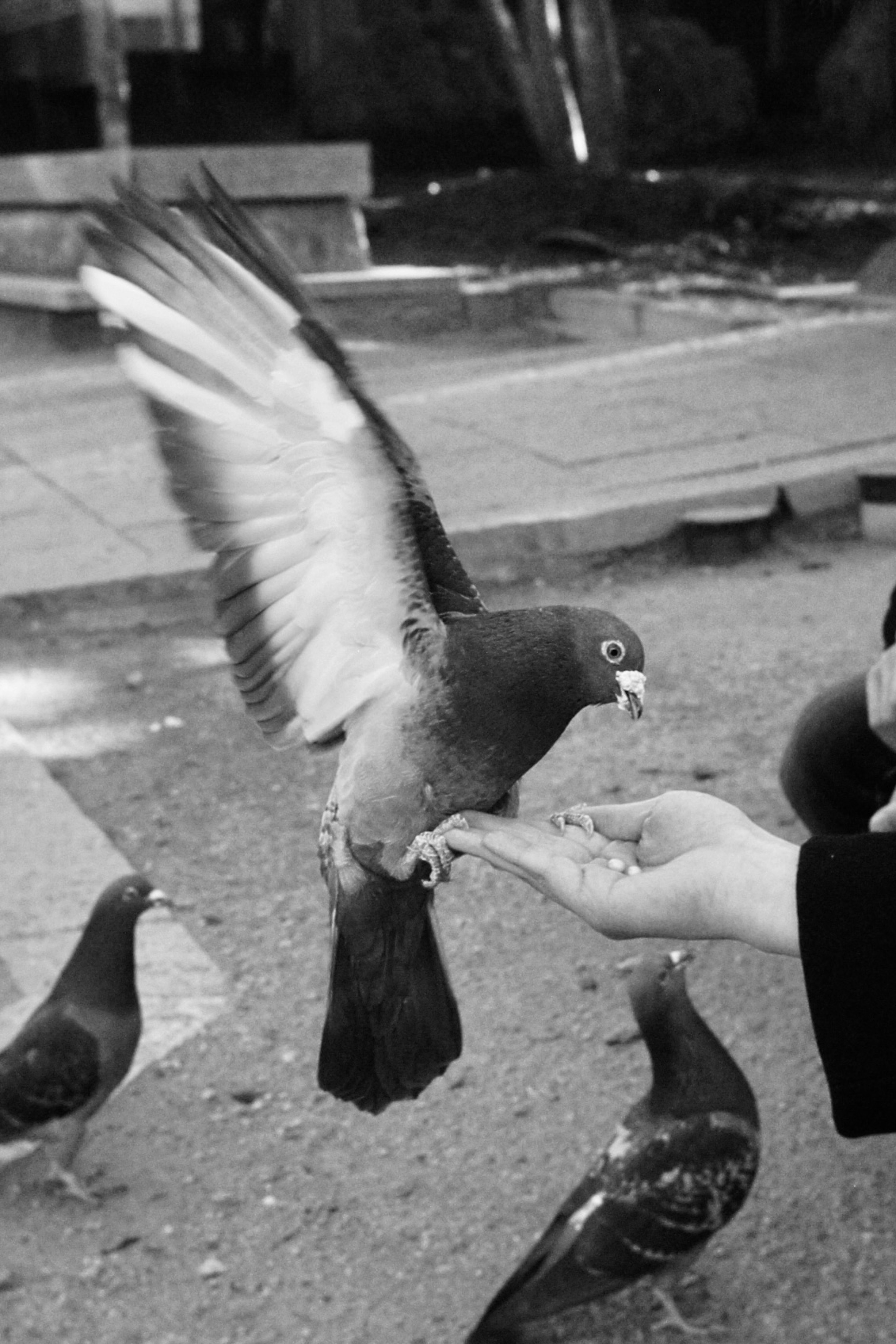 Image of a pigeon receiving food from a hand with wings spread