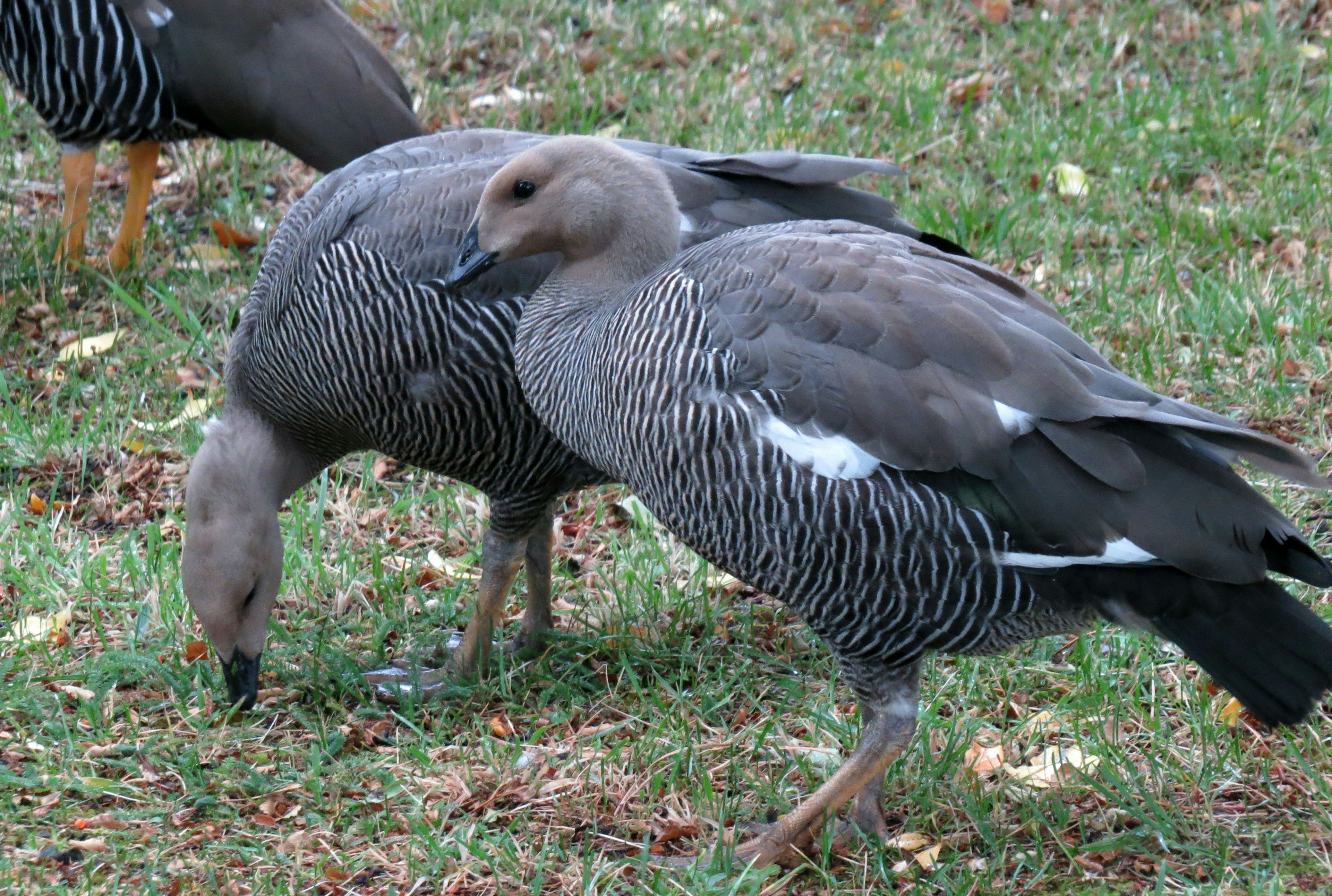 Two ducks foraging on the grass