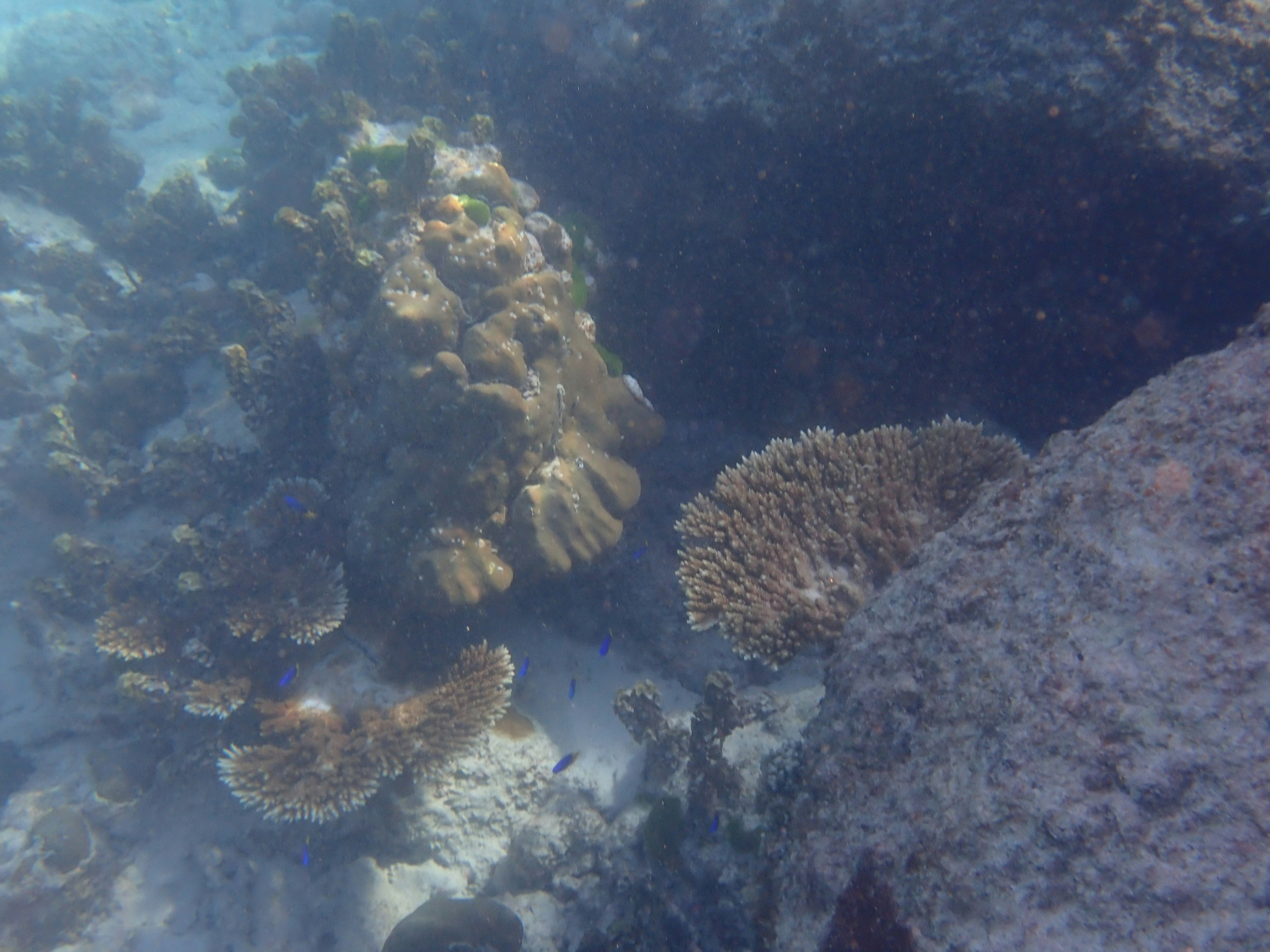 Vue sous-marine des récifs coralliens et des rochers