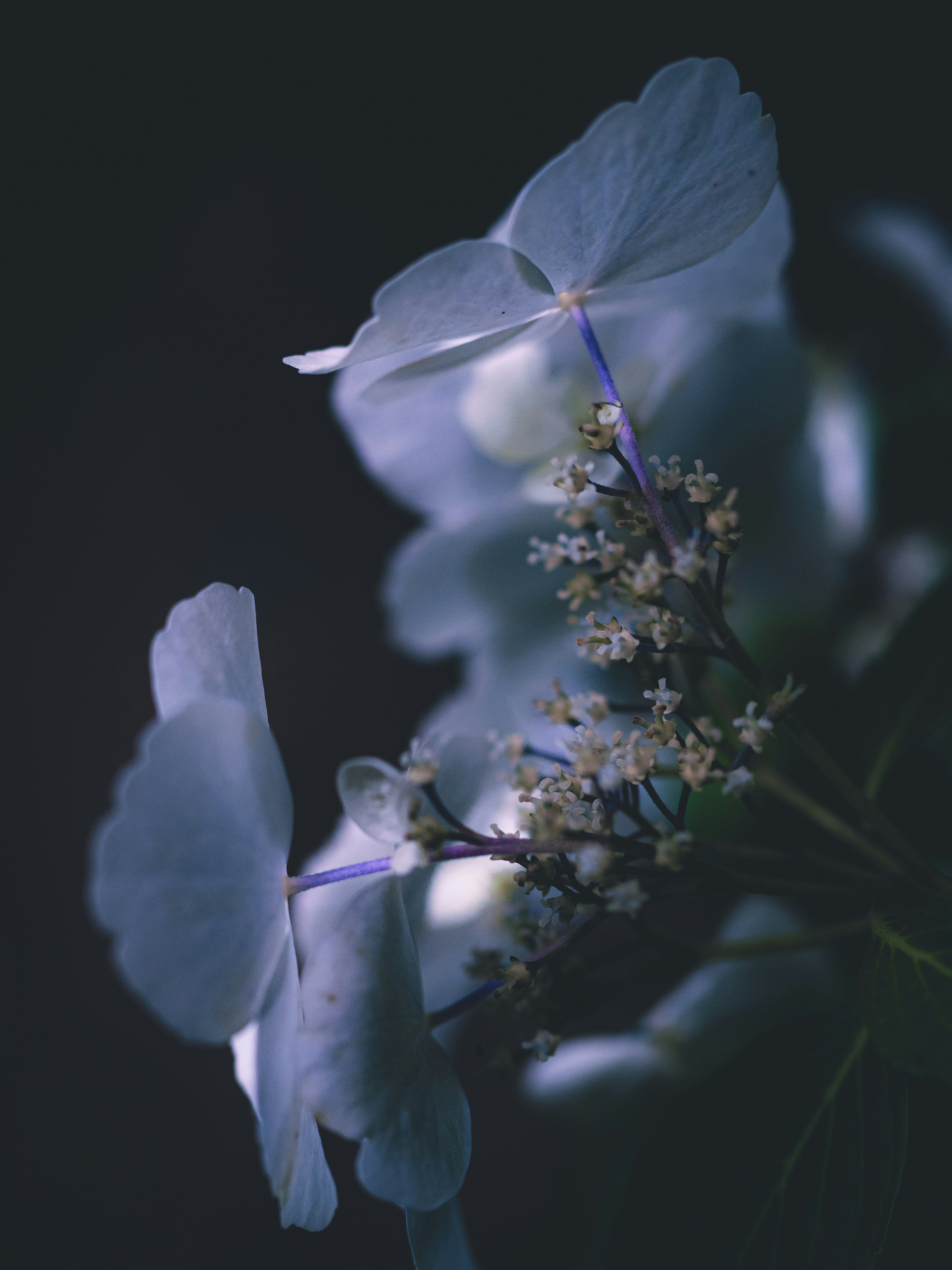 Zarte bläuliche Blütenblätter und kleine Blumen vor einem dunklen Hintergrund