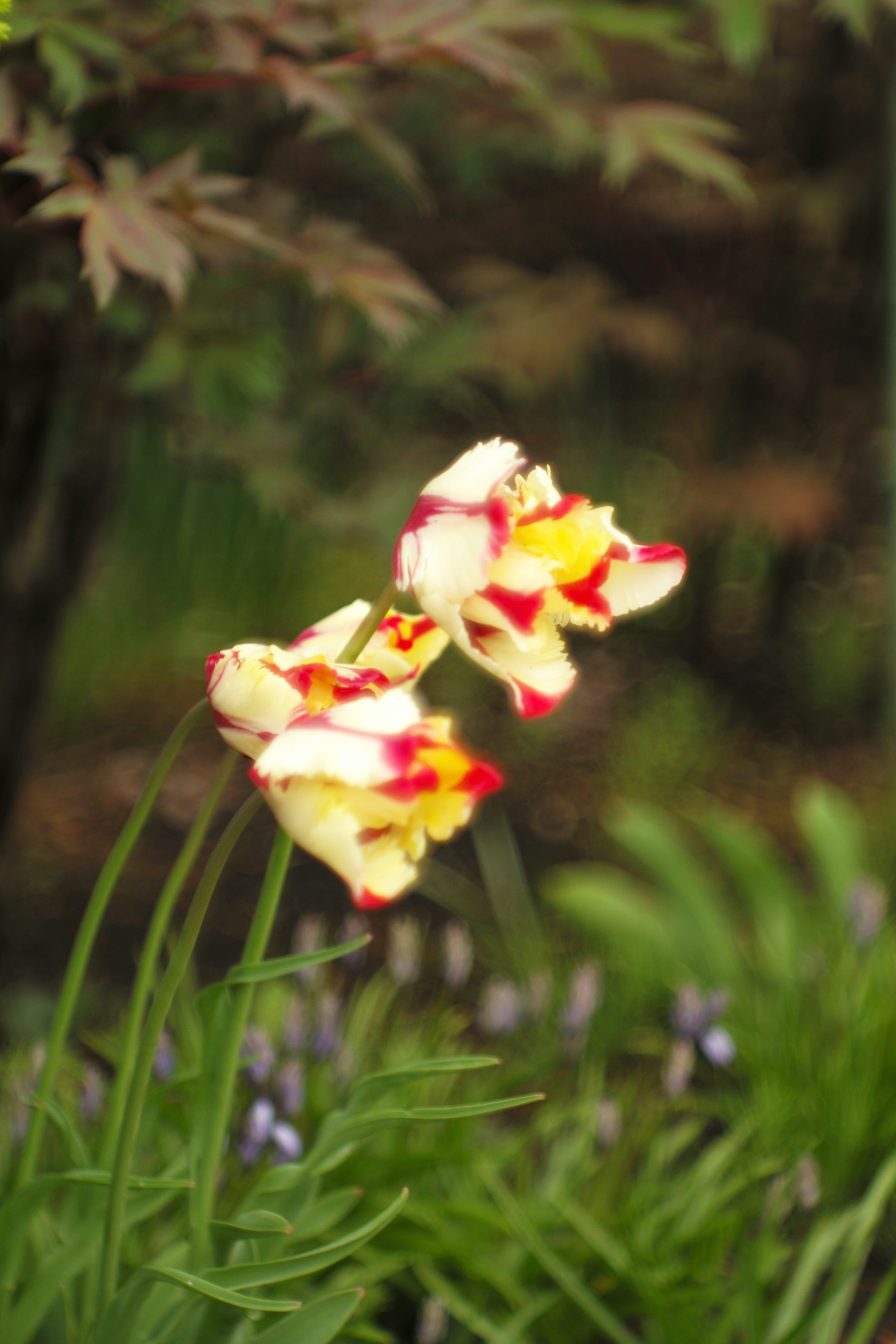 赤と黄色の花が咲いている美しいシーン