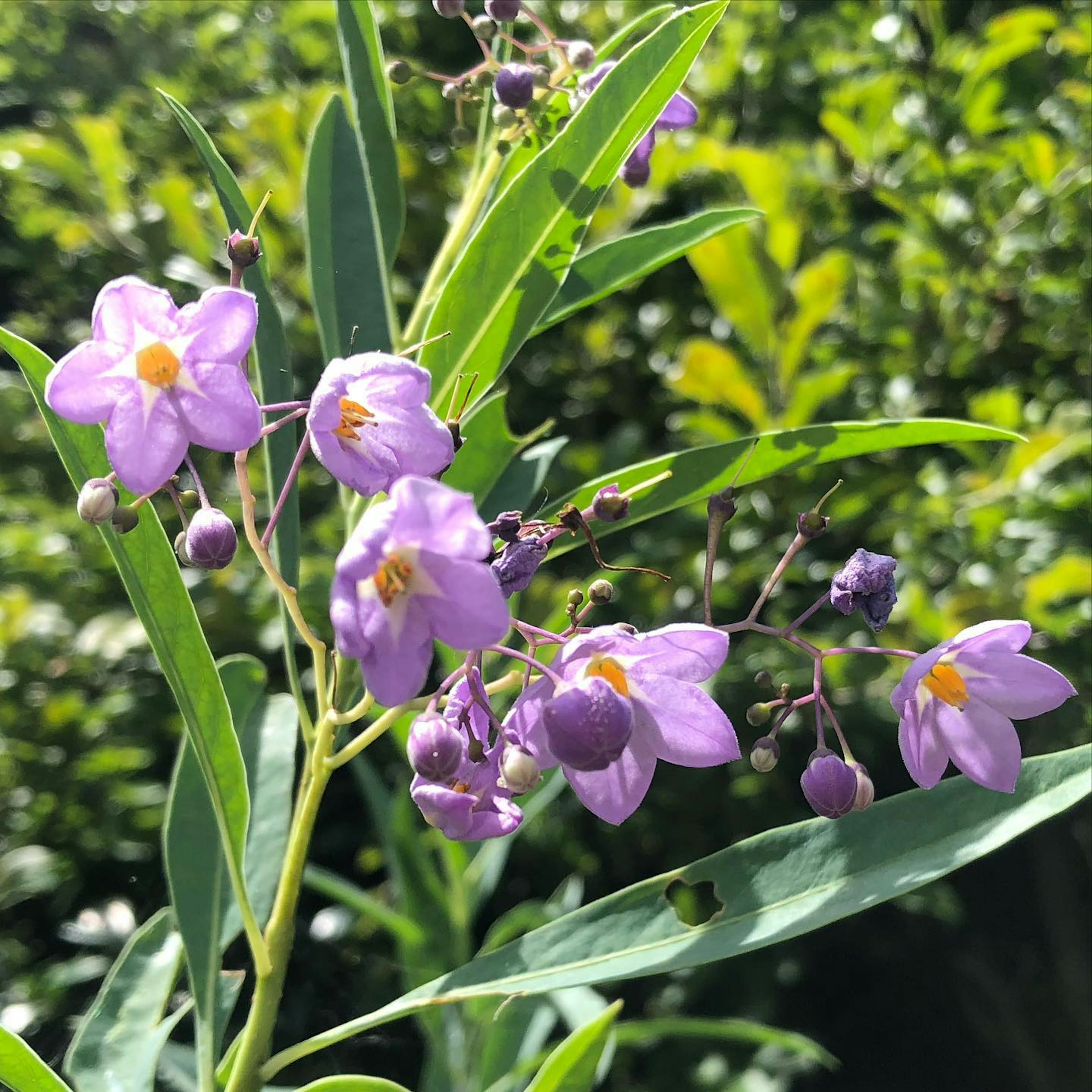 Nahaufnahme einer Pflanze mit lila Blumen umgeben von grünen Blättern