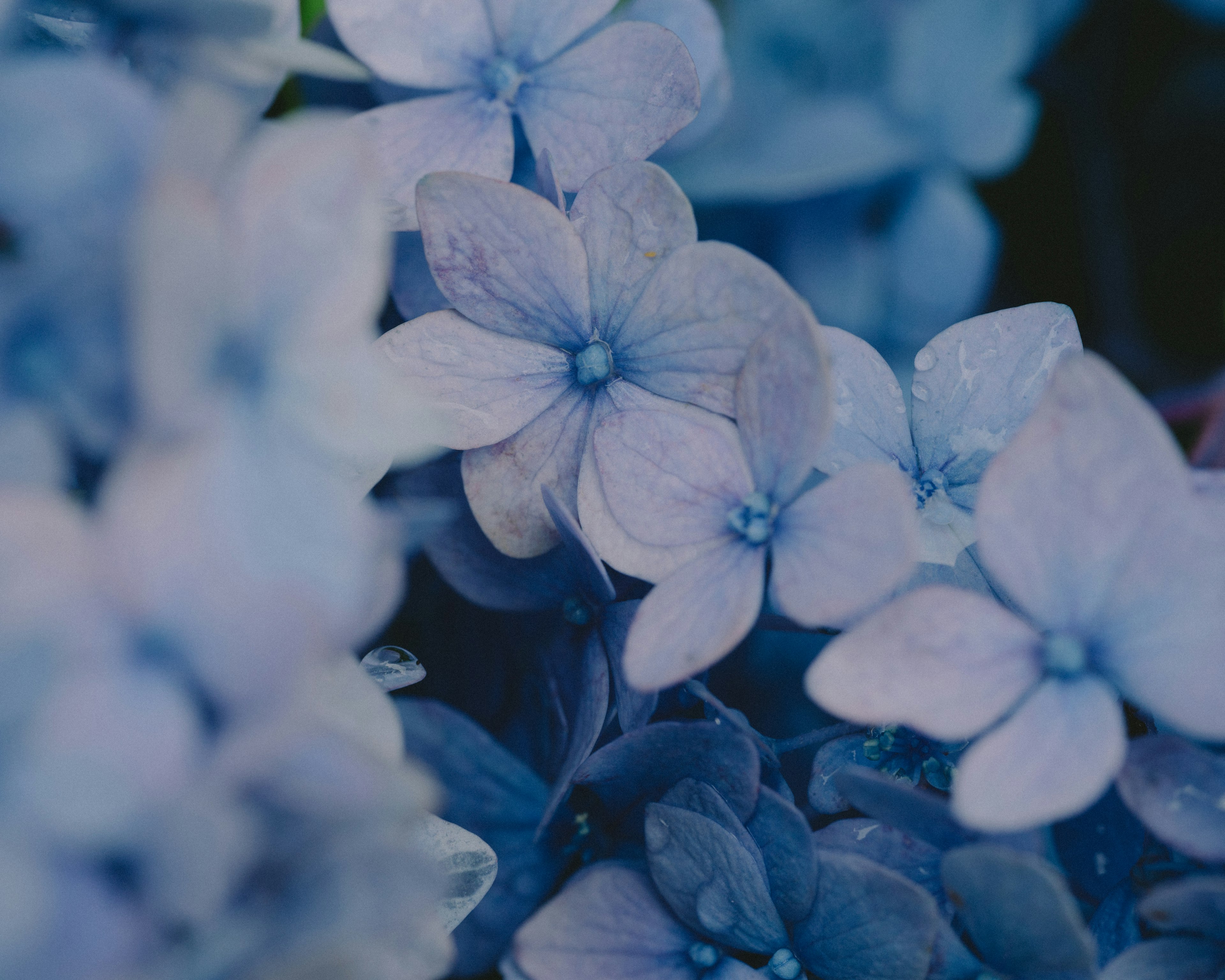 Primer plano de flores de hortensia azules en suave desenfoque