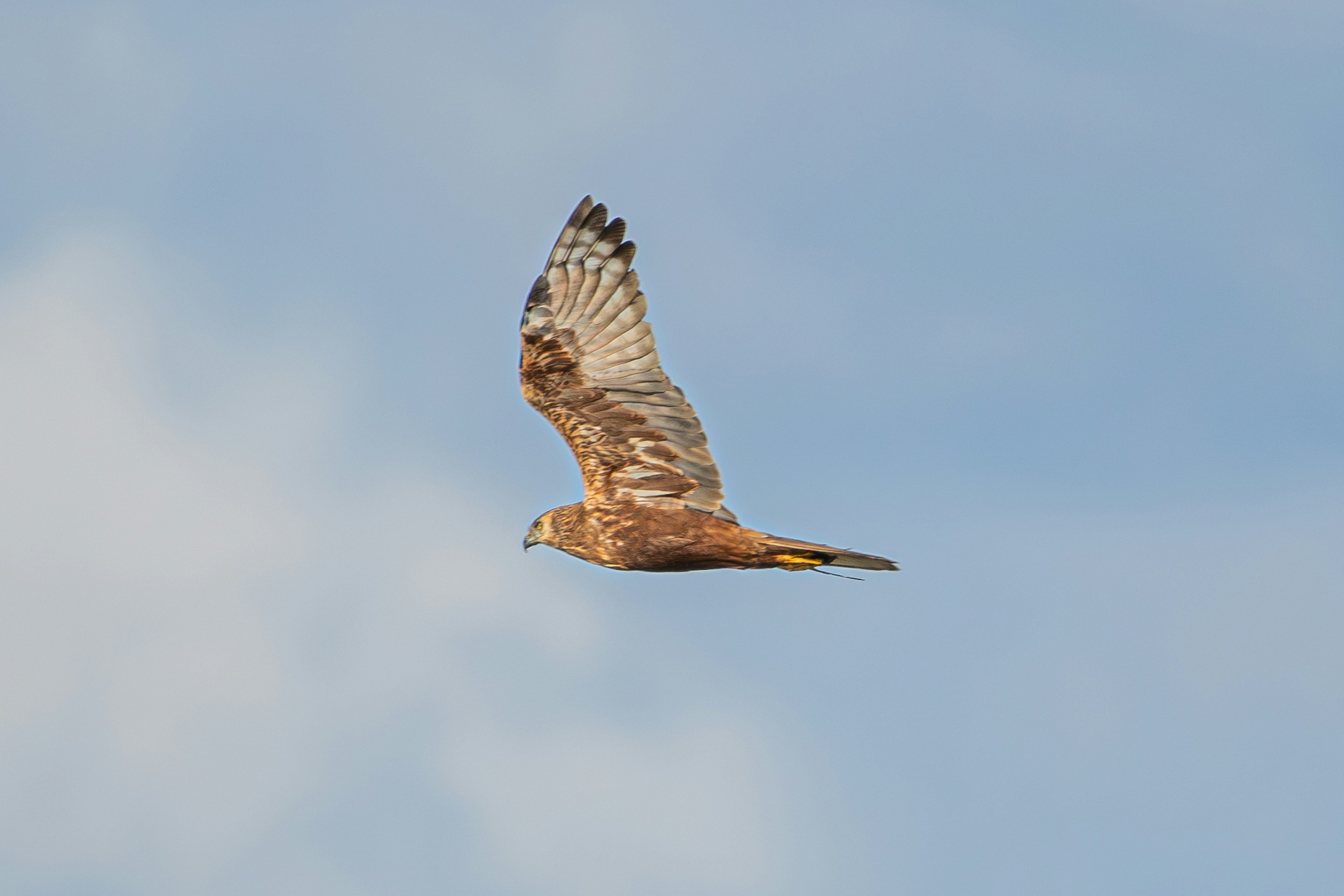 A hawk flying in the sky with wings spread