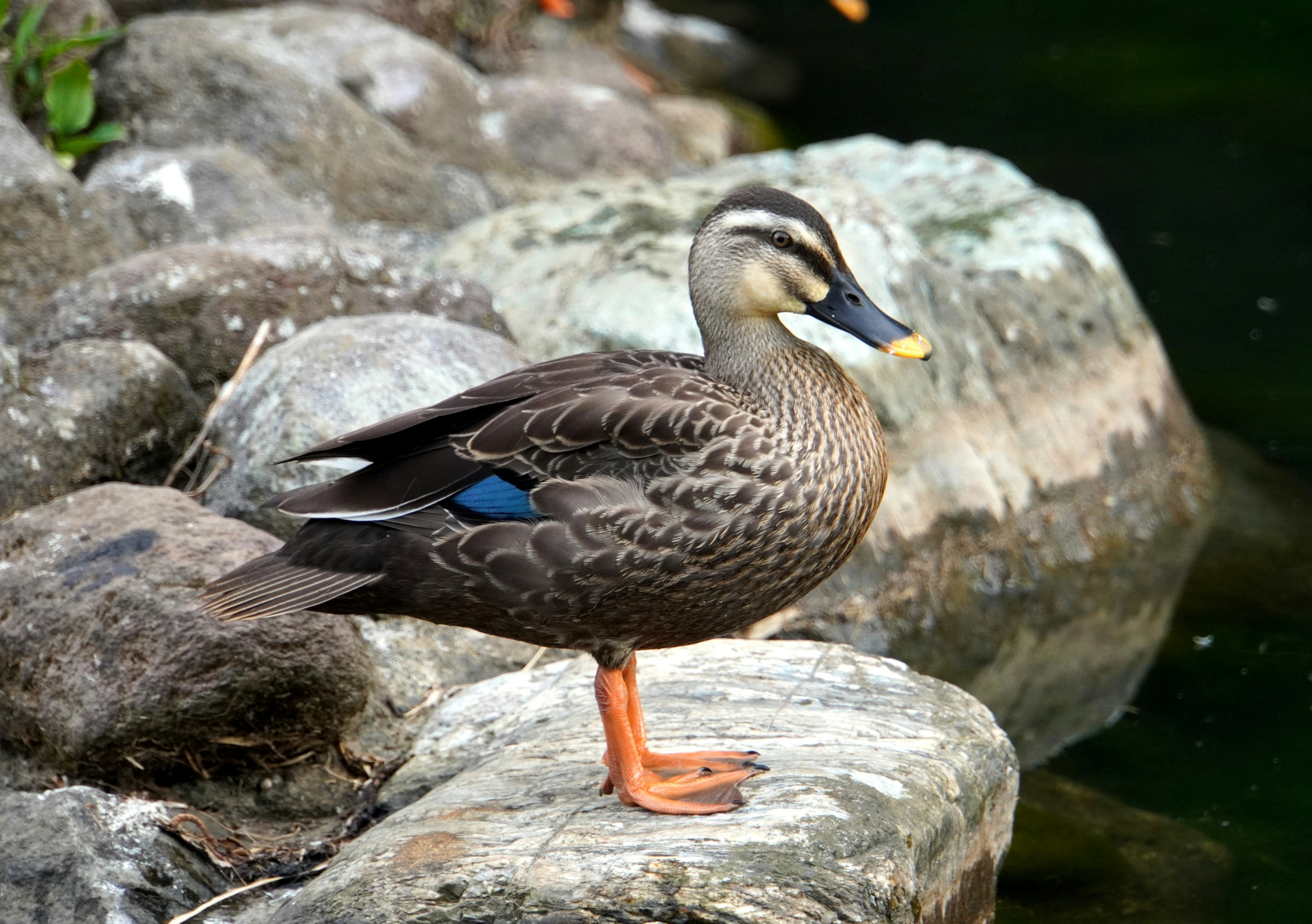 Seitenansicht einer Ente, die auf einem Stein steht, mit auffälligen Federmustern