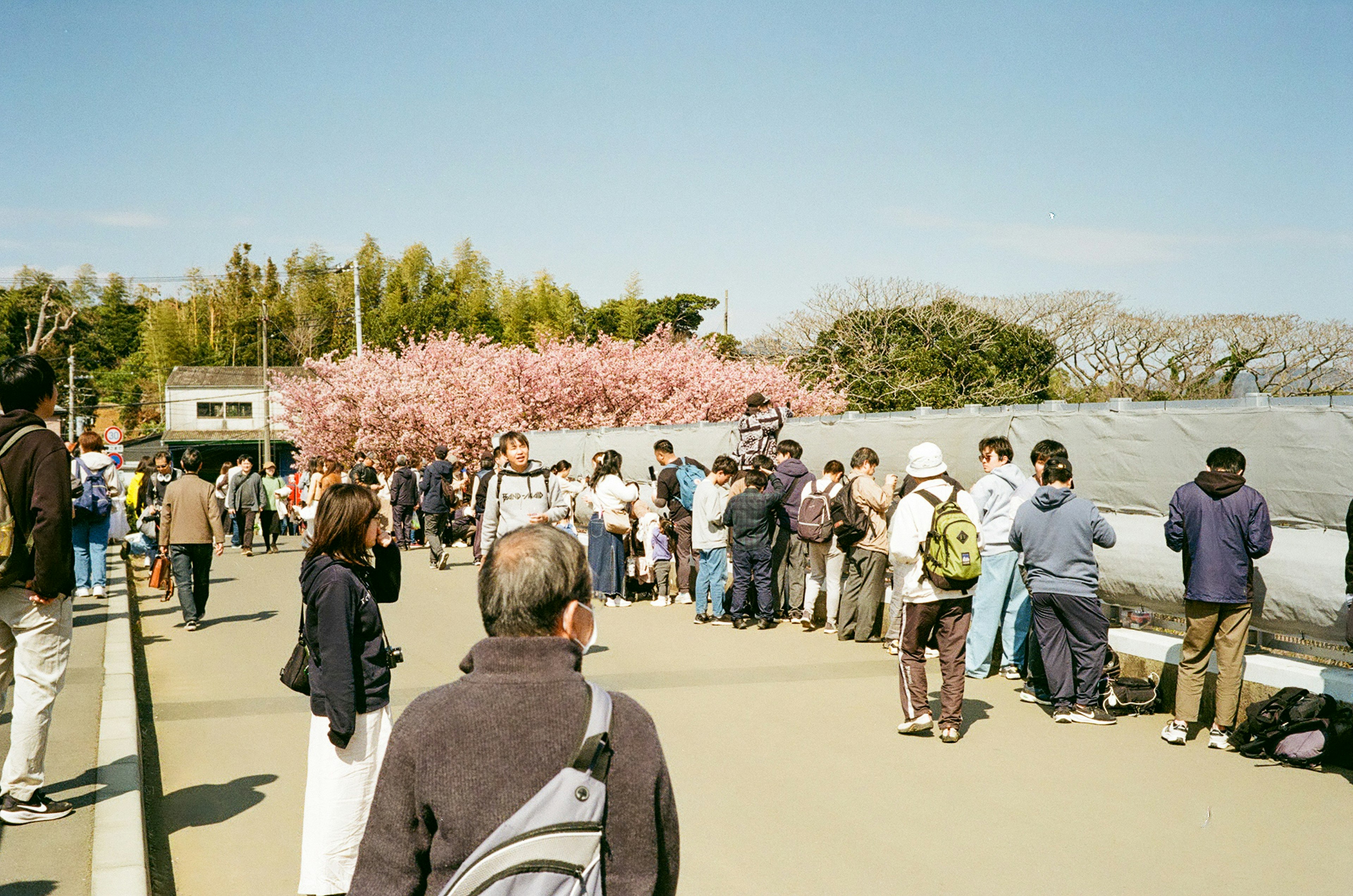 Personas reunidas bajo los cerezos en flor tomando fotos y disfrutando del paisaje