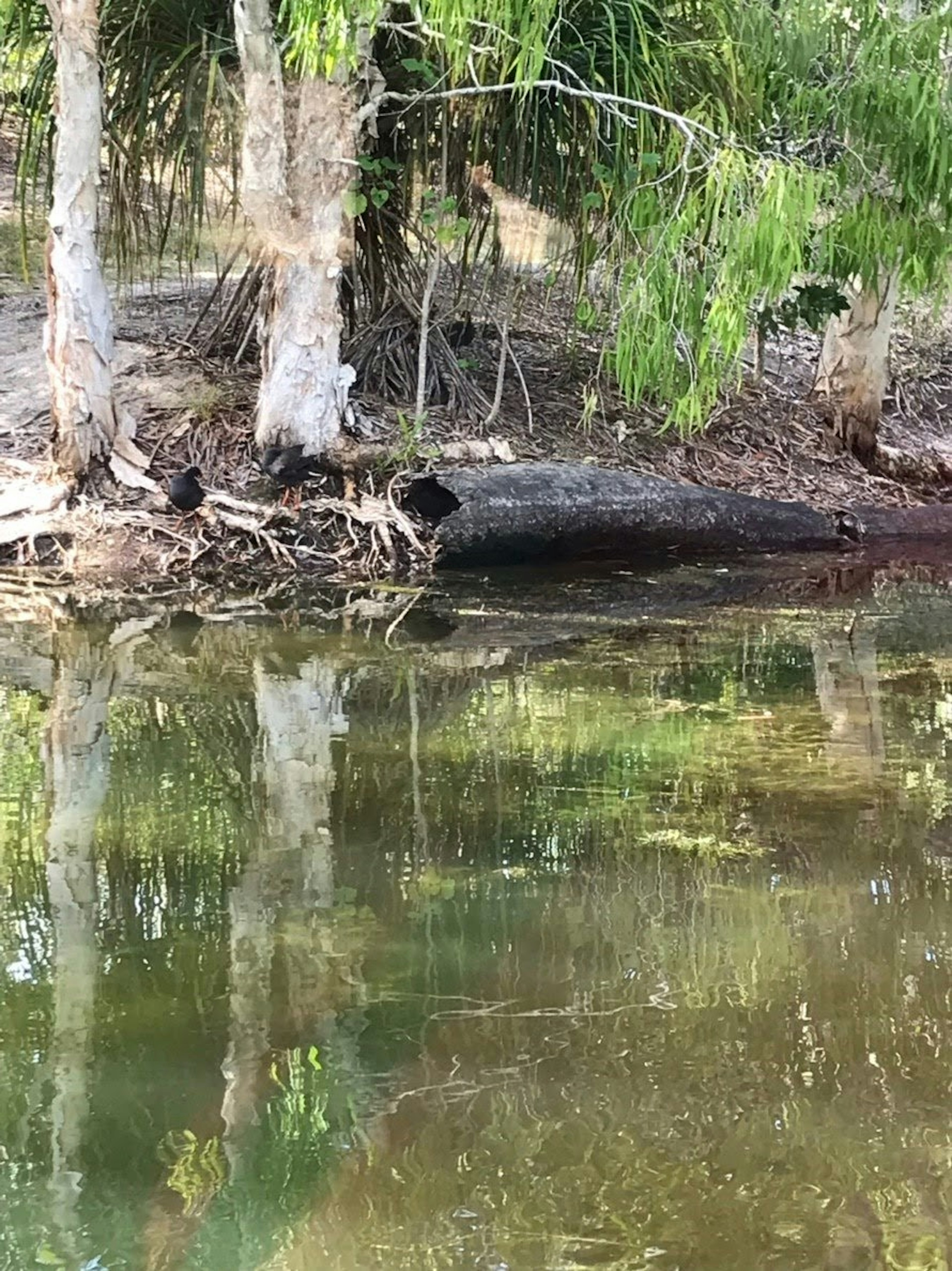 Escena tranquila de árboles junto al agua con reflexiones