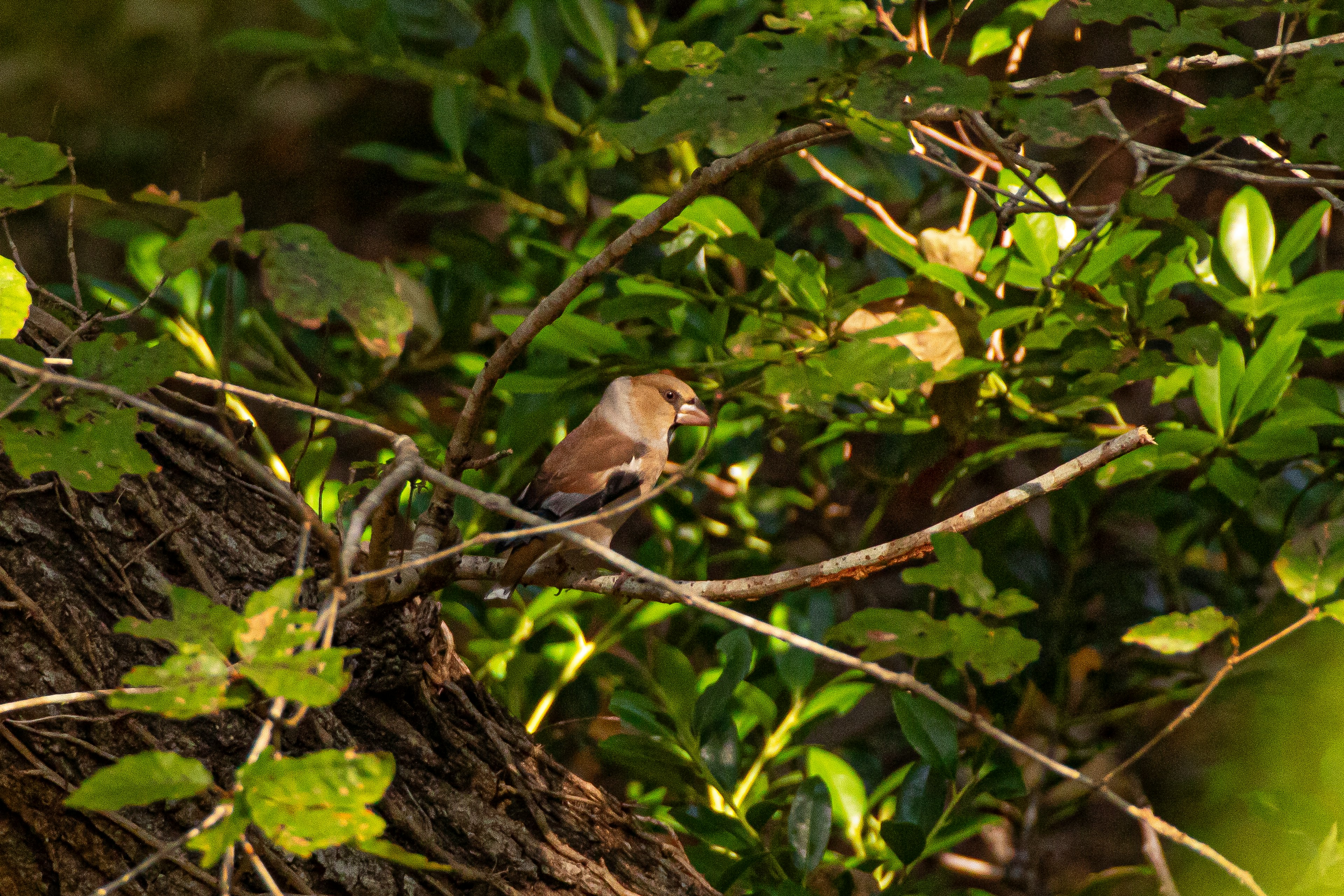 A small bird perched on a branch surrounded by green leaves