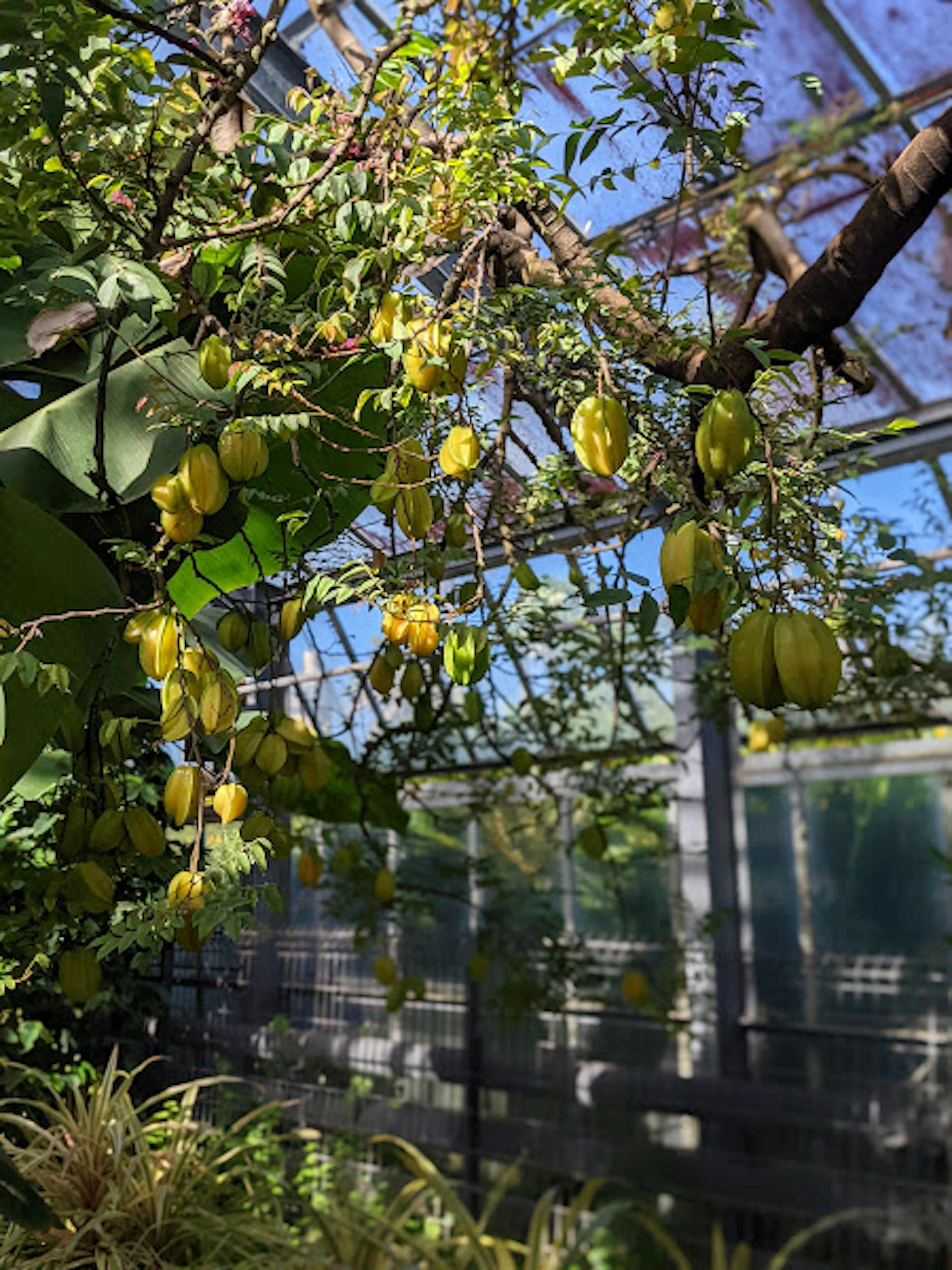 緑の葉に囲まれた黄色い果実がなる植物の枝